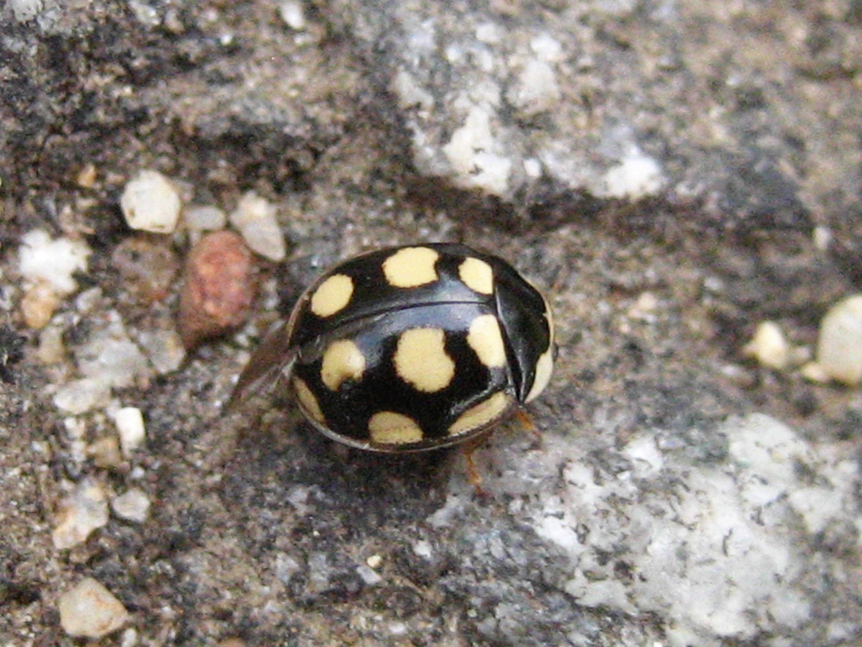 Oenopia lyncea 03(2).JPG