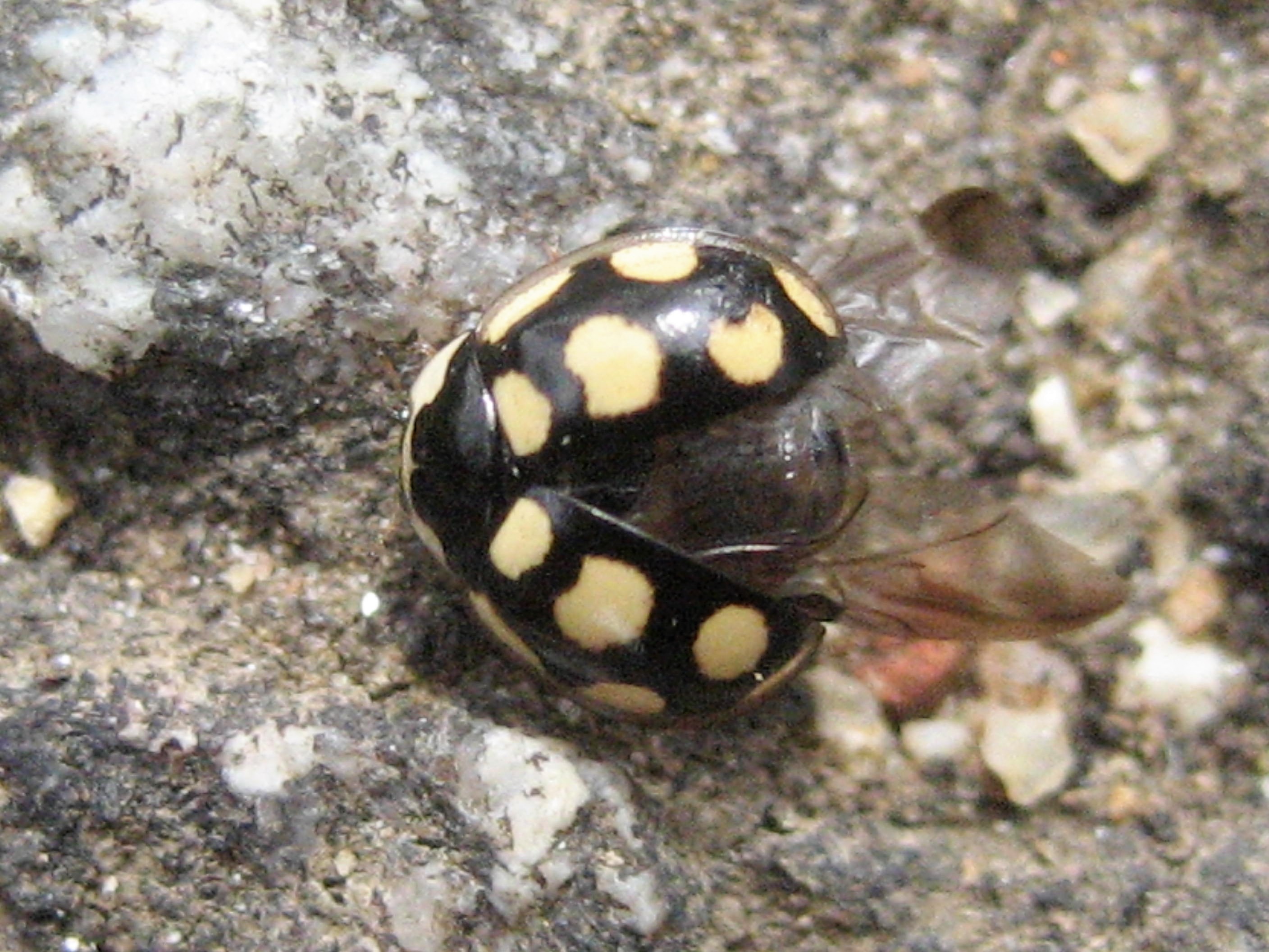 oenopia lyncea 03-1(2).JPG