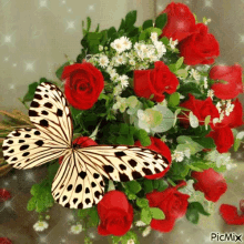 butterfly-insect.gif