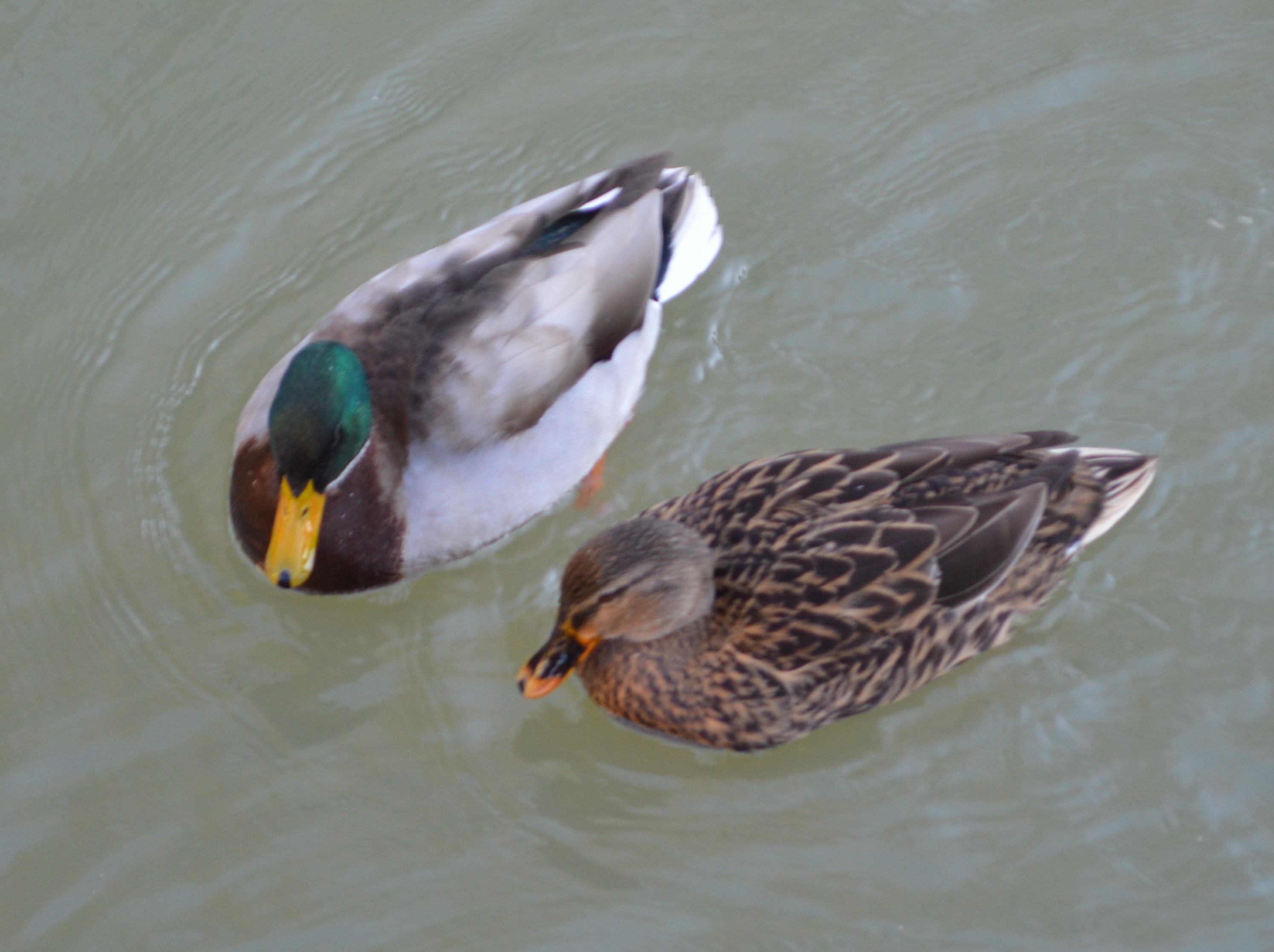 Mme et M Colvert en villégiature sur le Fouzon.JPG