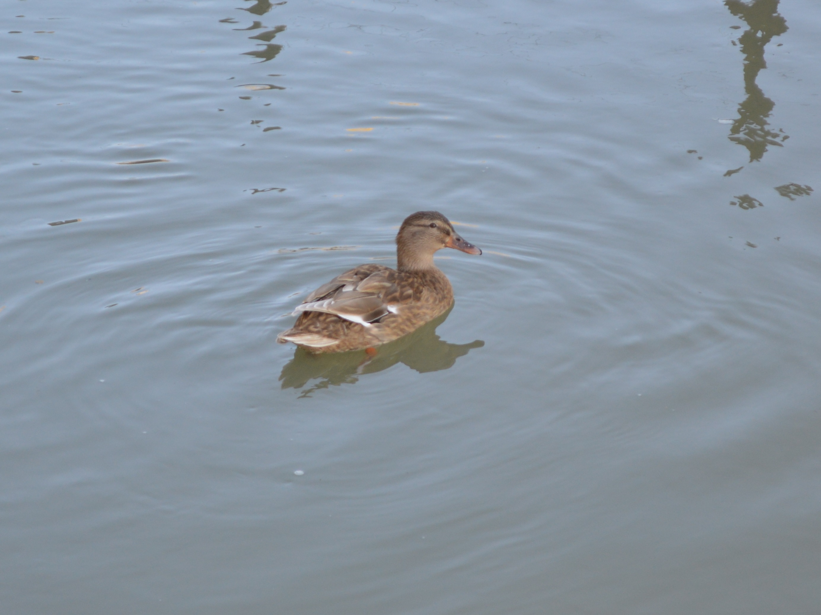 Canette Colvert sur le Fouzon.JPG