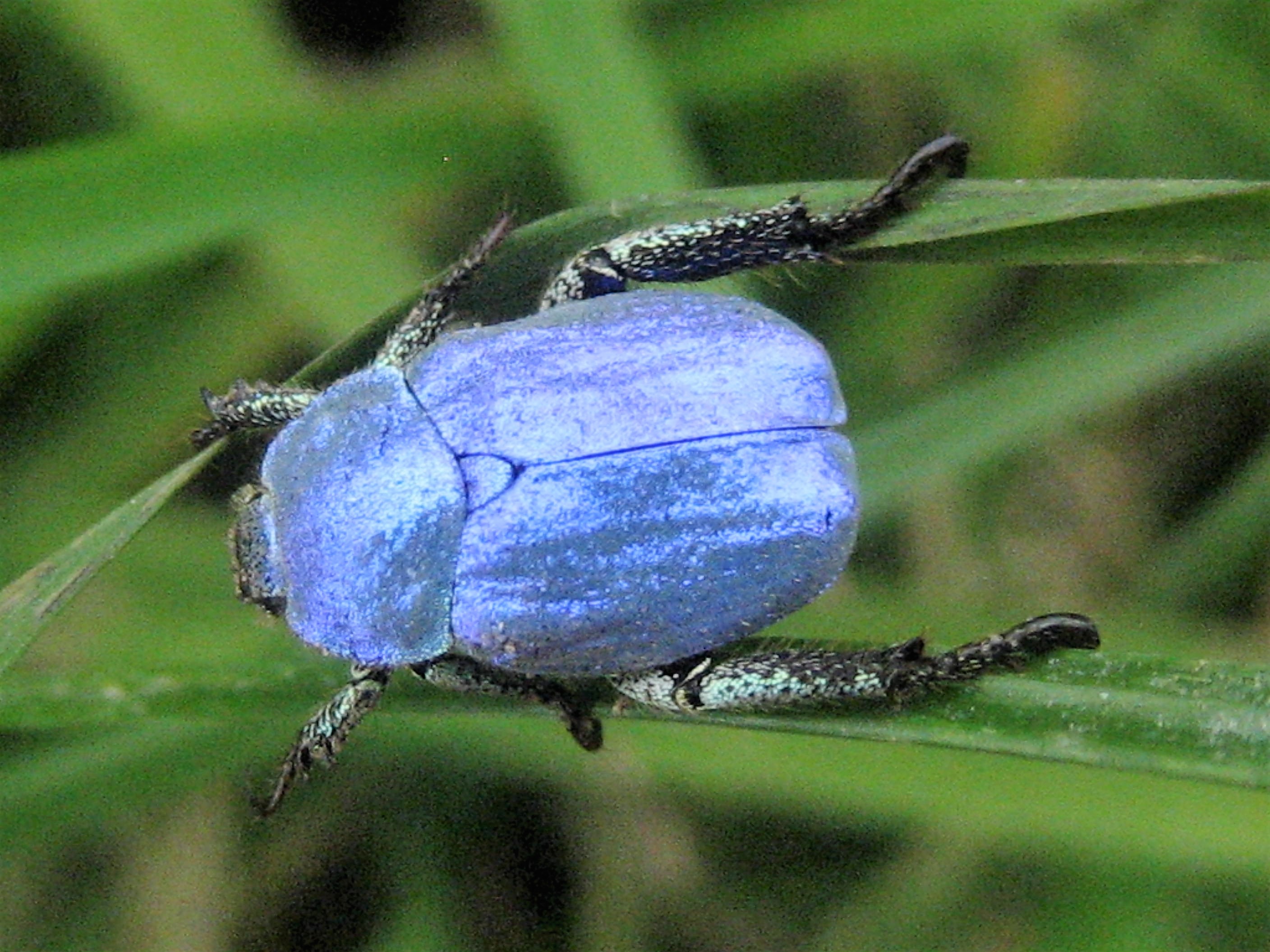 Hoplie bleue Hanneton male(Hoplia coerulea) 03 St Pourçain(2).JPG