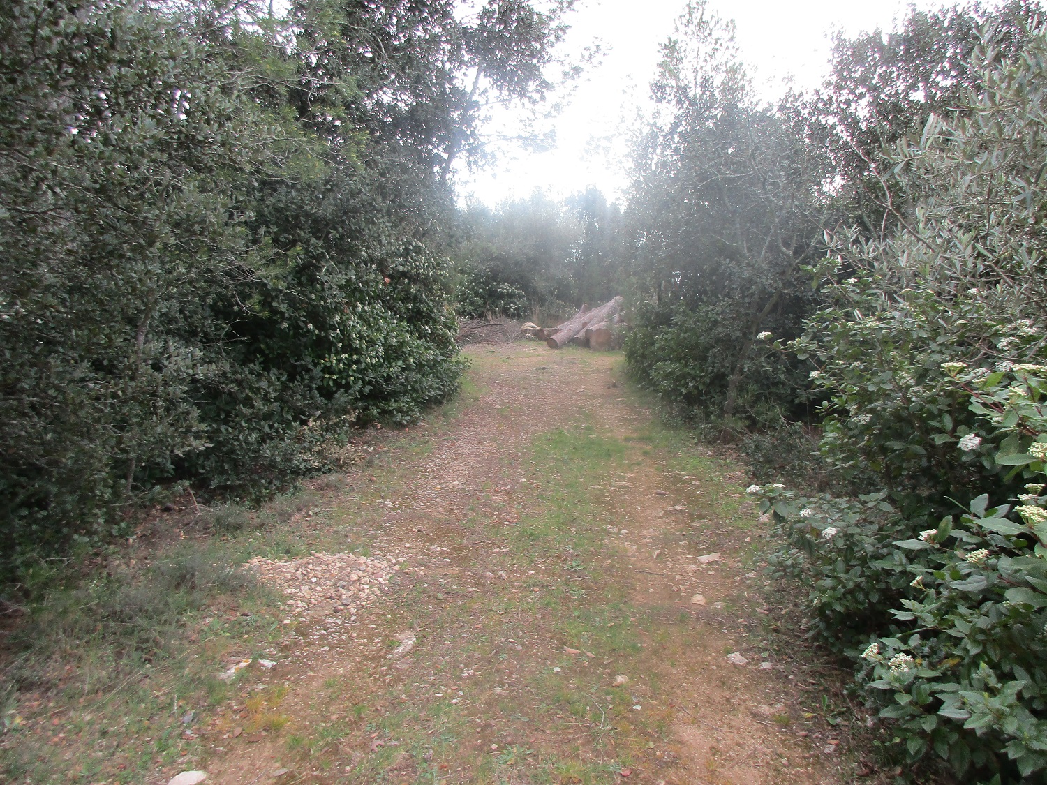 IMG_8117.JPG