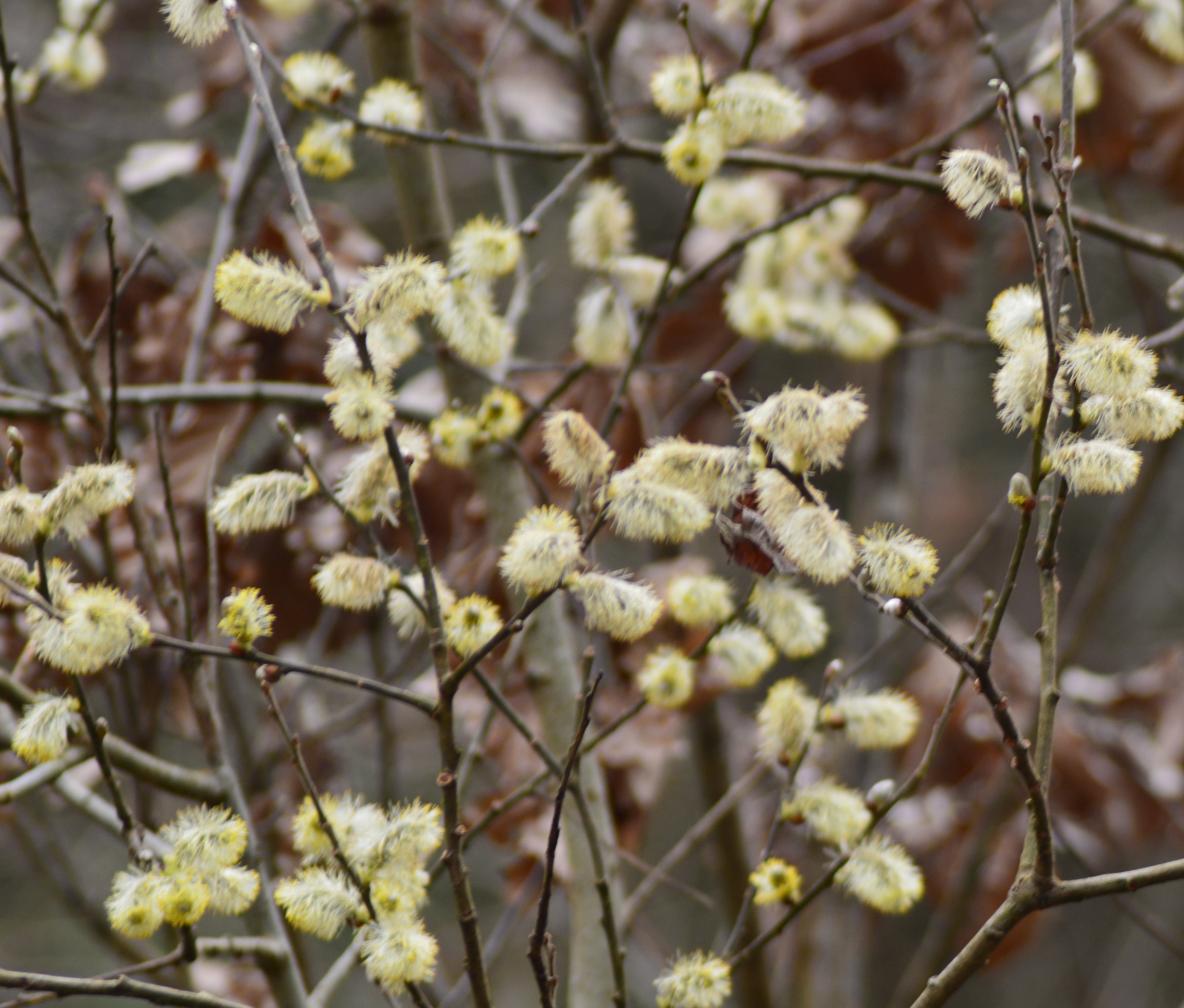 Saule Marsault (salix caprea) 1.jpg