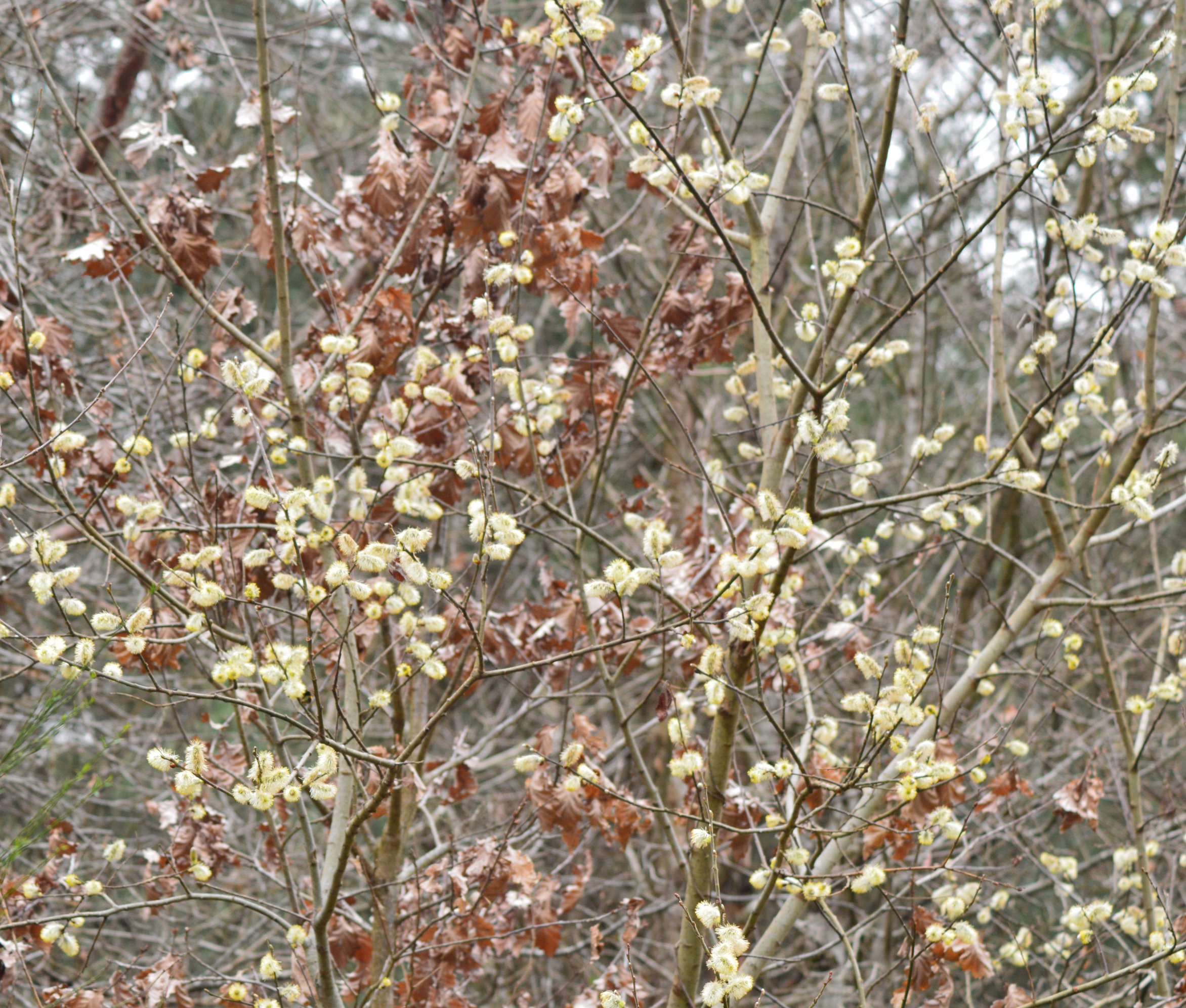 Saule Marsault (salix caprea) 2.jpg