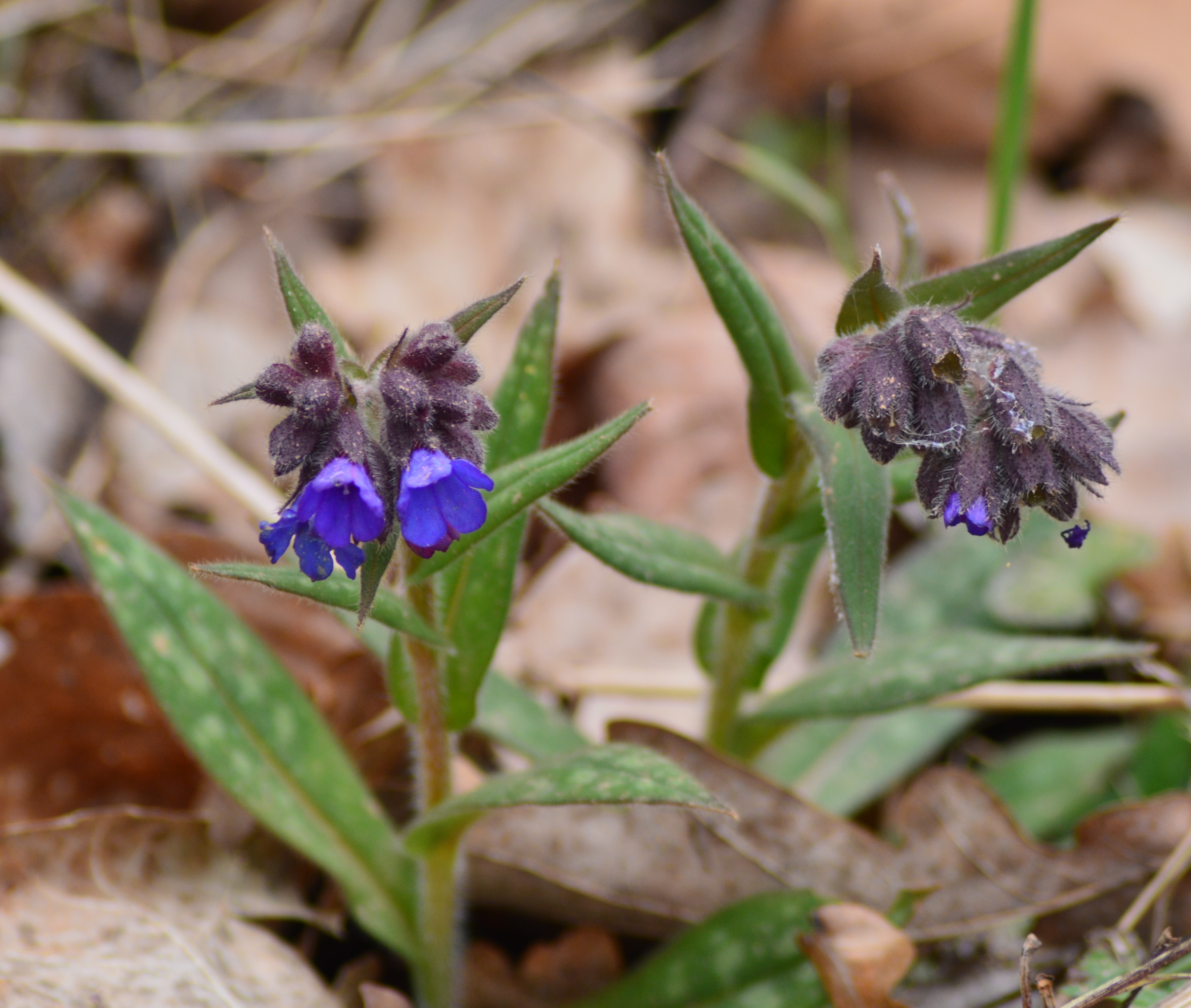 Pulmonaire officinale (pulmonaria officinalis) 1.jpg