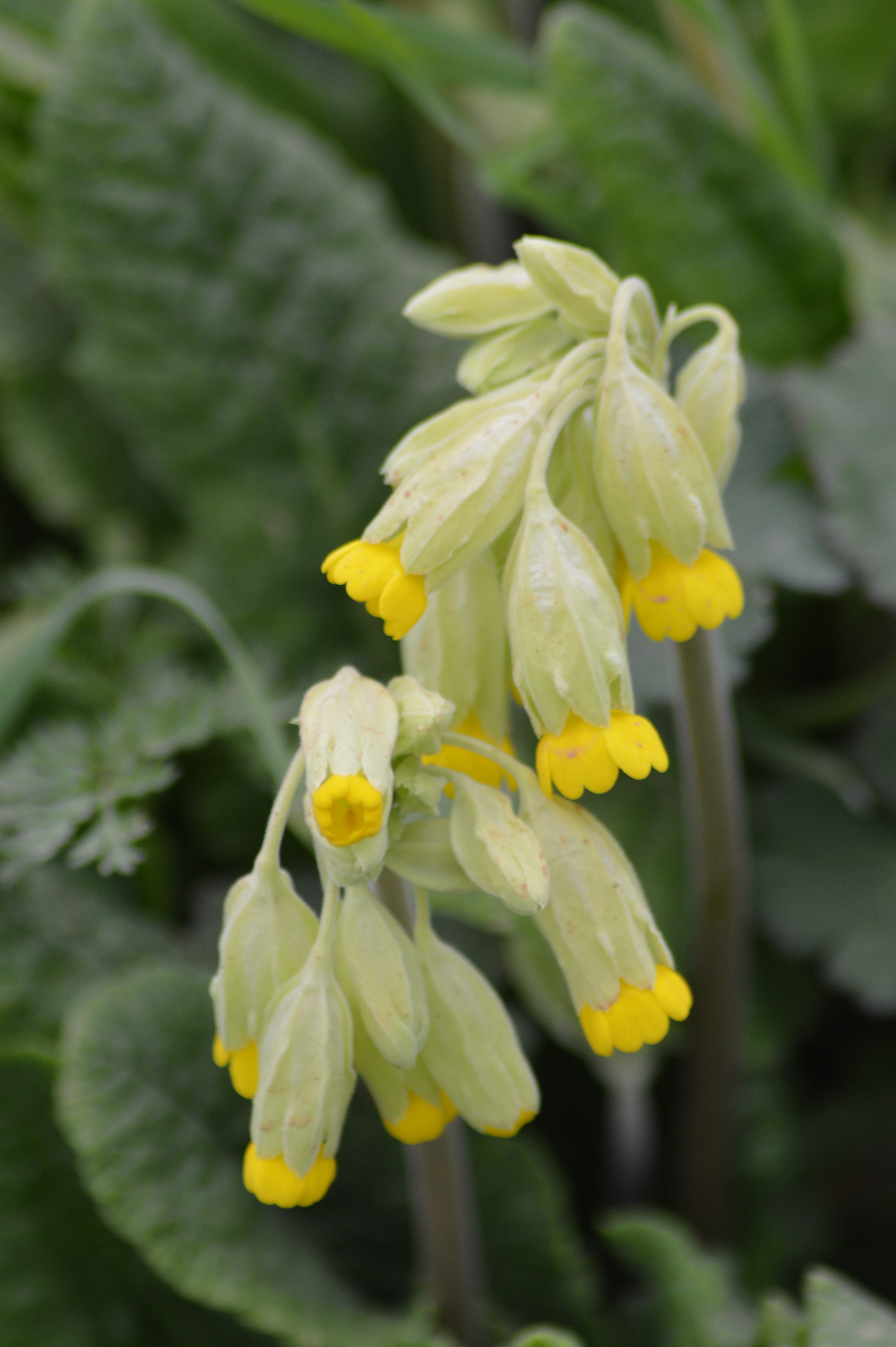 Primevère officinale (primula veris) 1.jpg