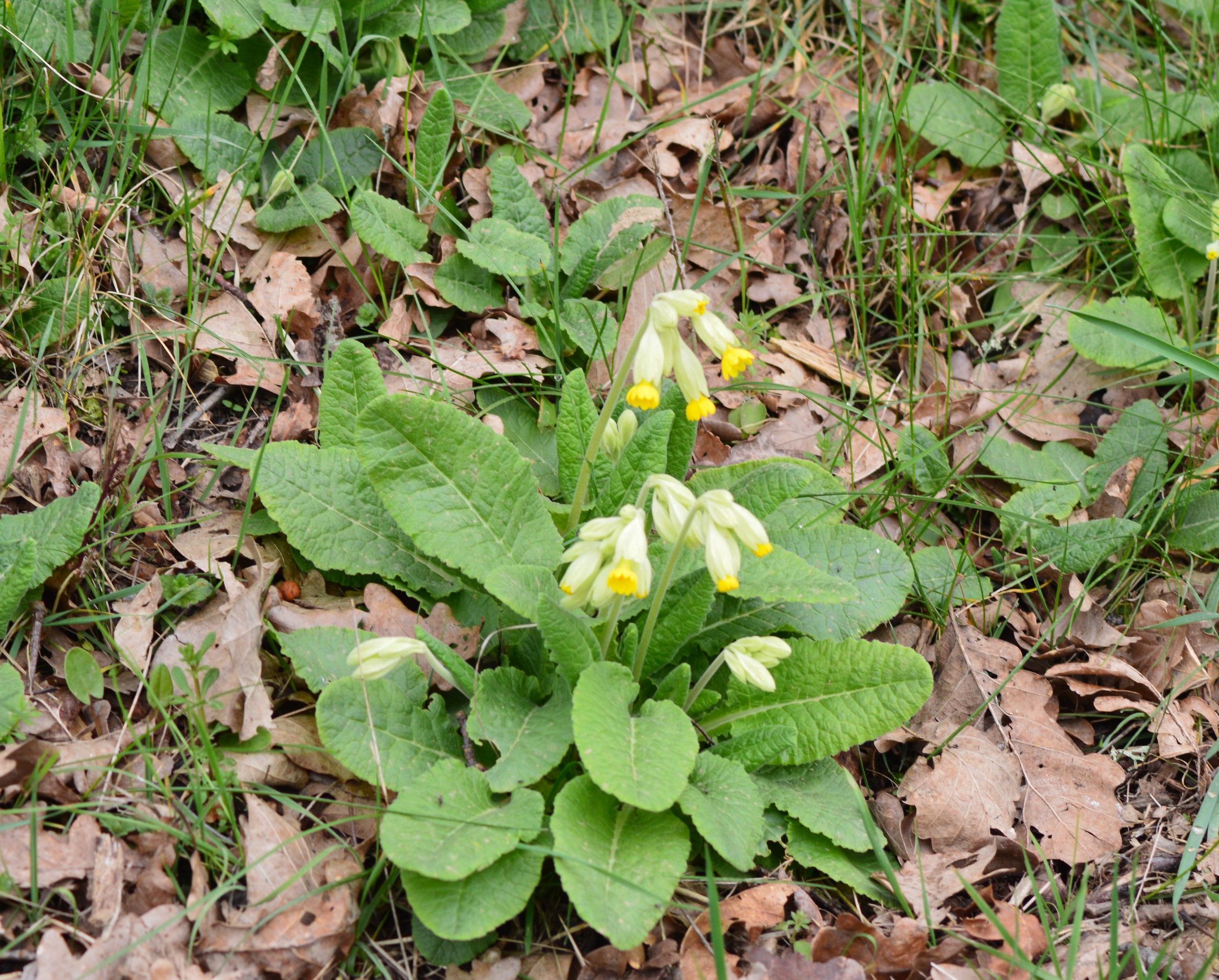 Primevère officinale (primula veris) 2.jpg