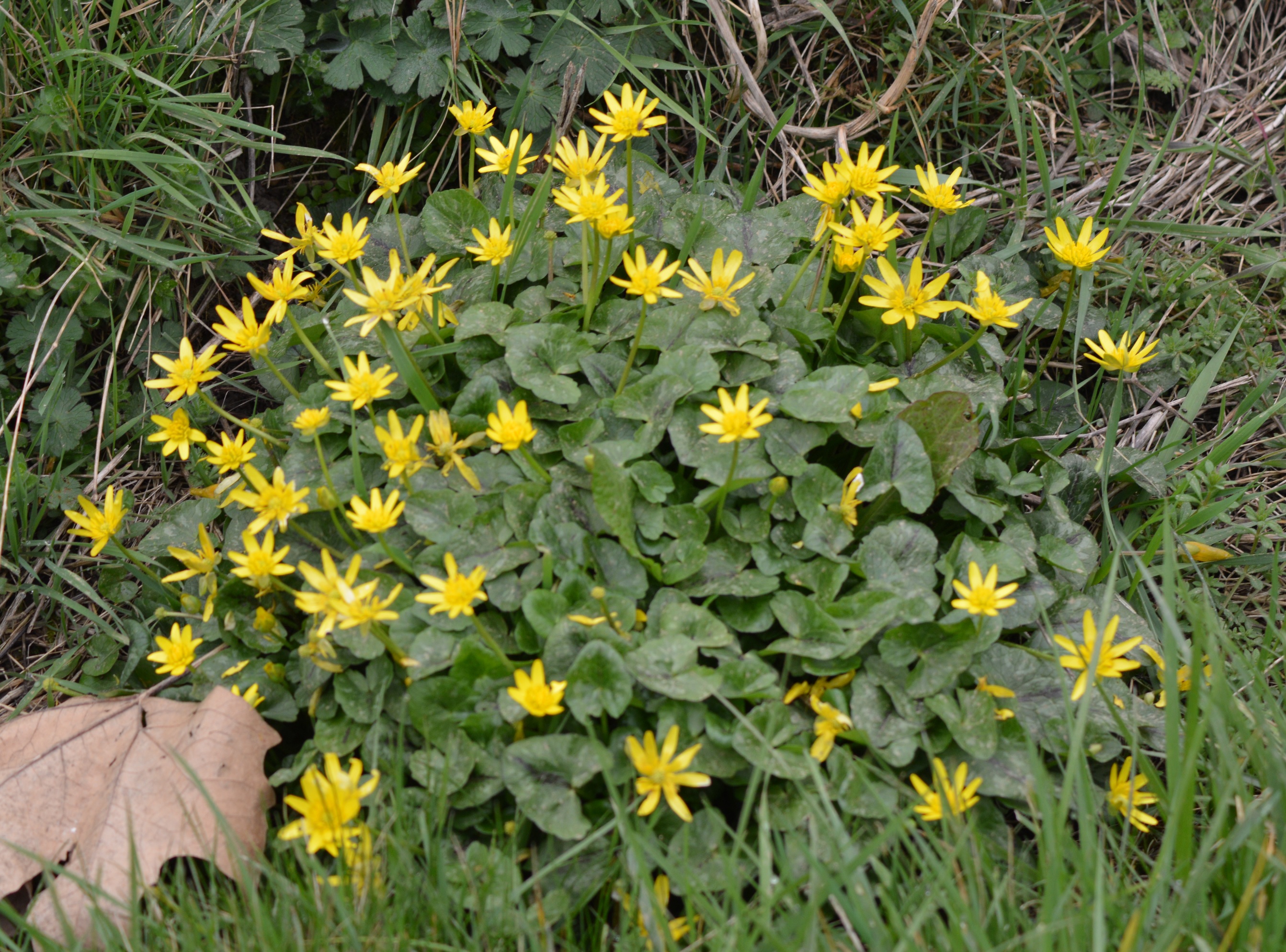 Petite Eclaire (ficaria verna) 2.jpg