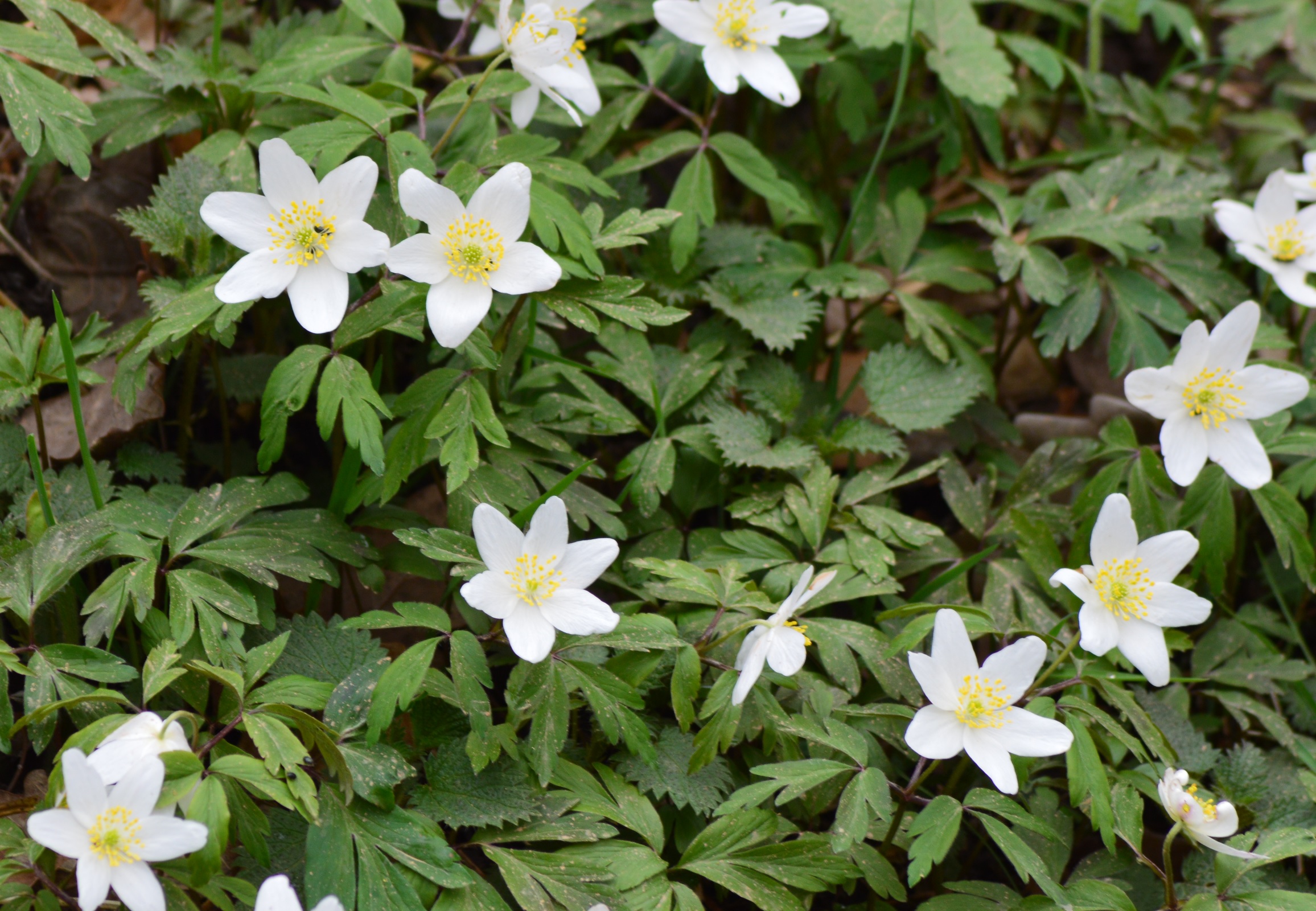 Anemone des bois (anemon nemorosa) 1.jpg