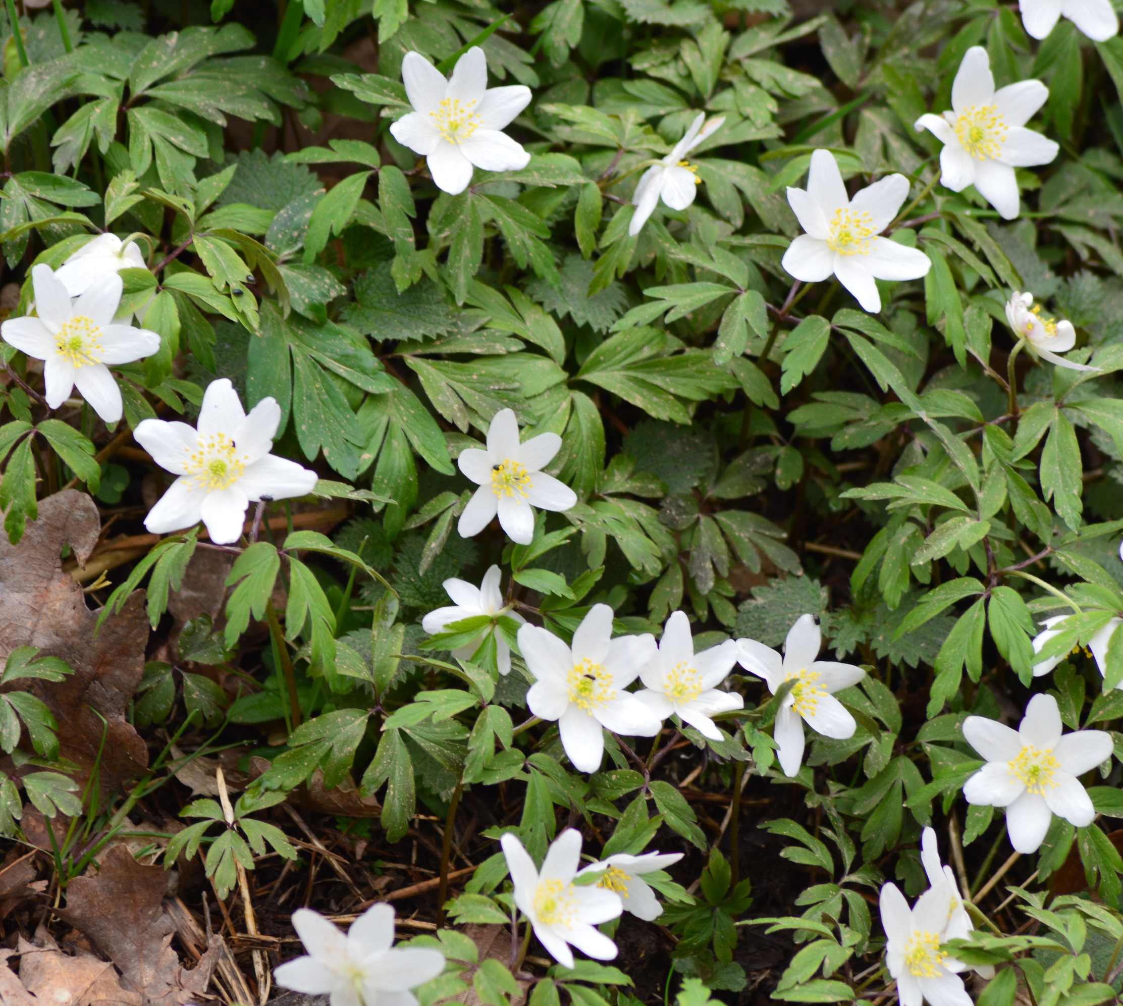 Anemone des bois (anemon nemorosa) 2.jpg