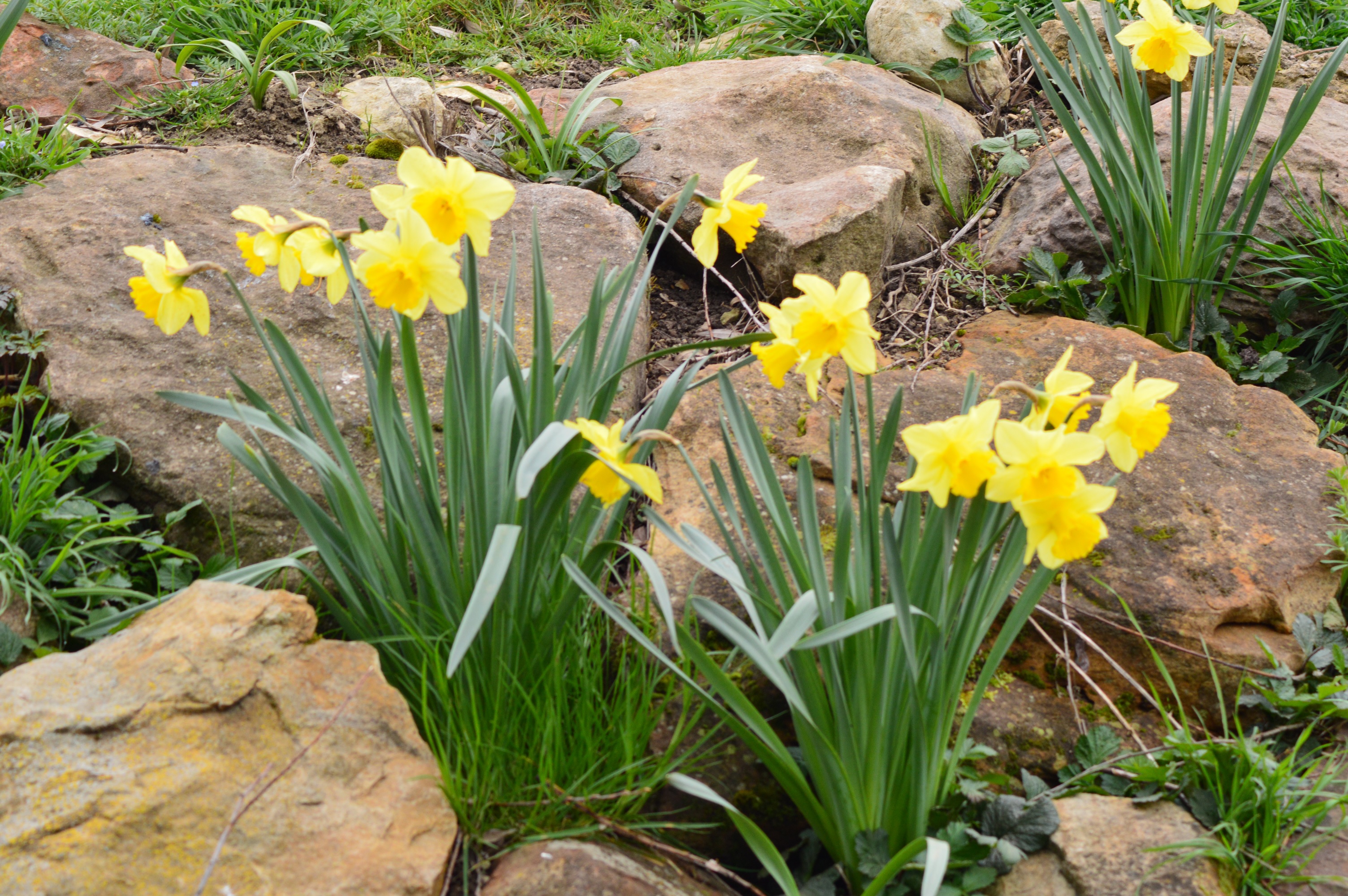 Jonquilles au bord du Saint Martin 2.jpg