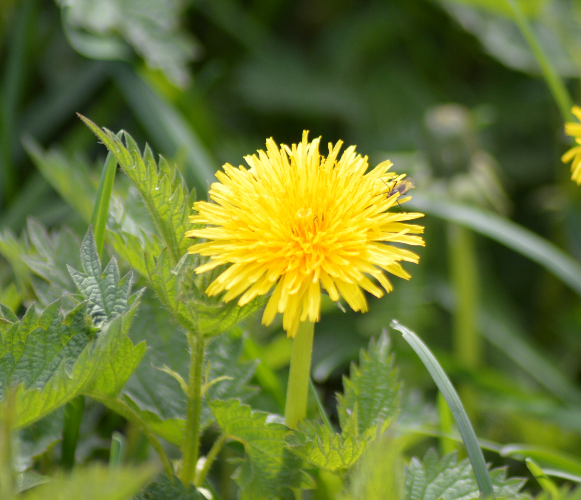 Dent de lion en fleur (Pissenlit).jpg