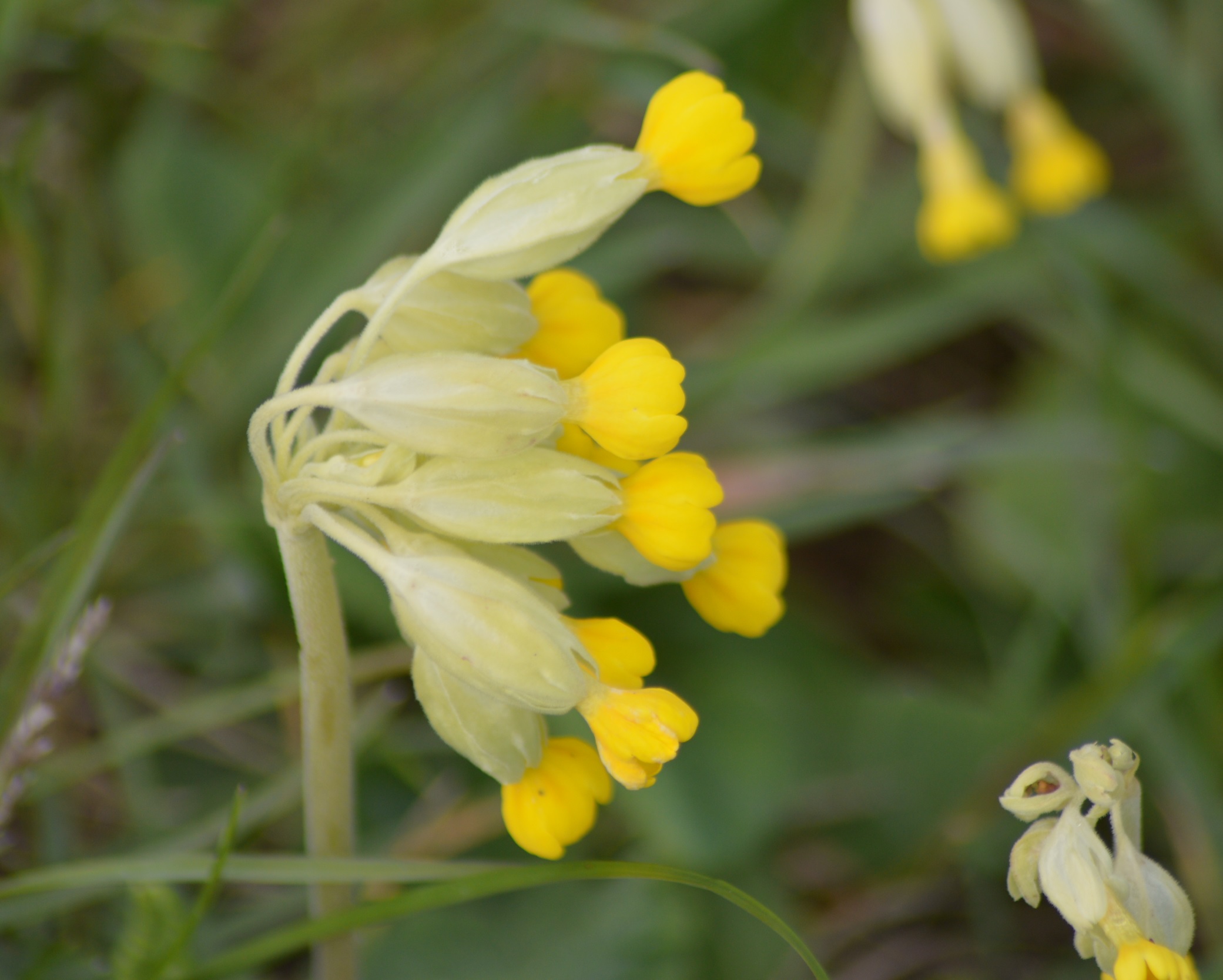 Coucou Primevère officinale (Primula veris).jpg