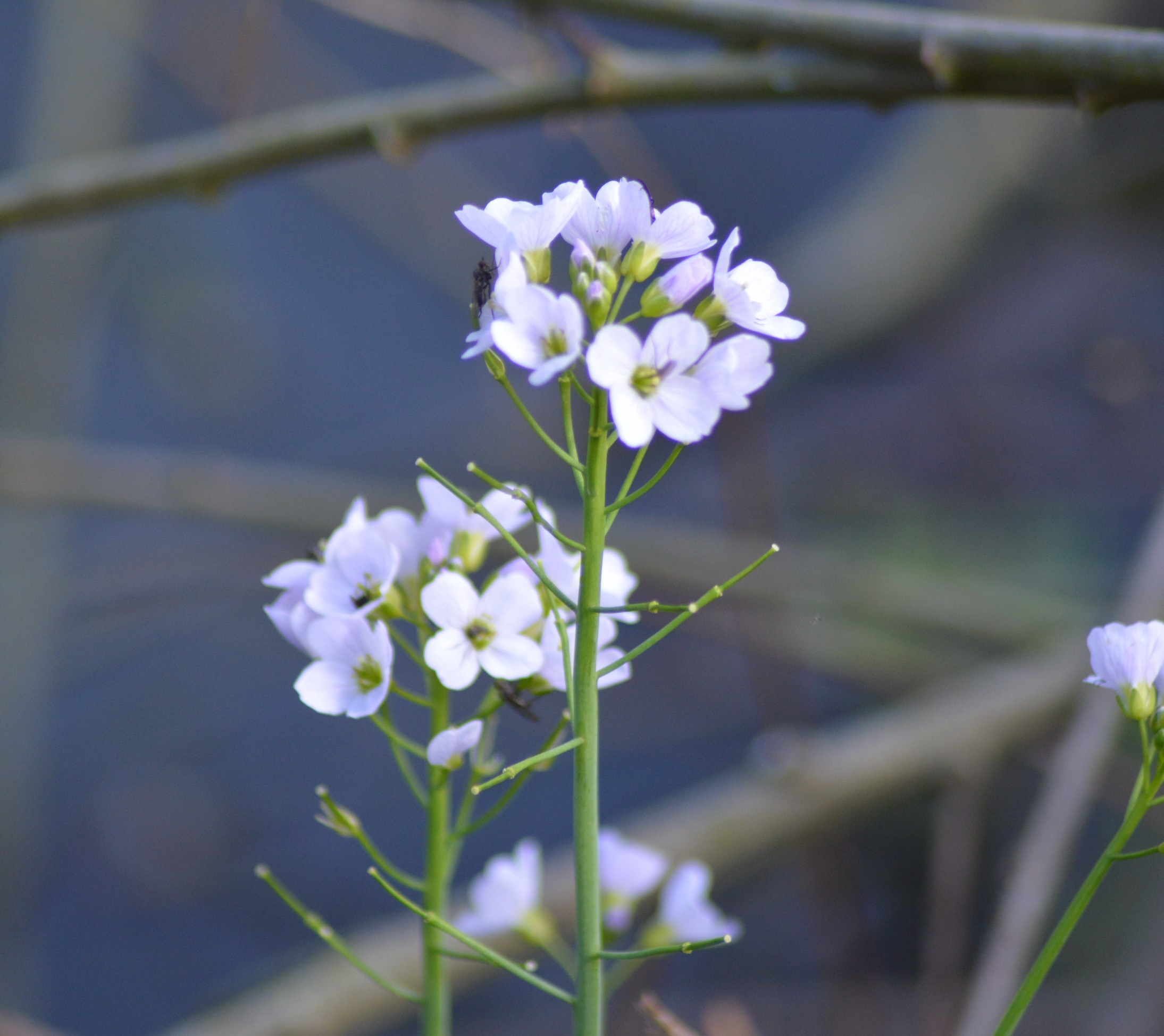 Alliaire Officinale (Alliaria petiolata).jpg