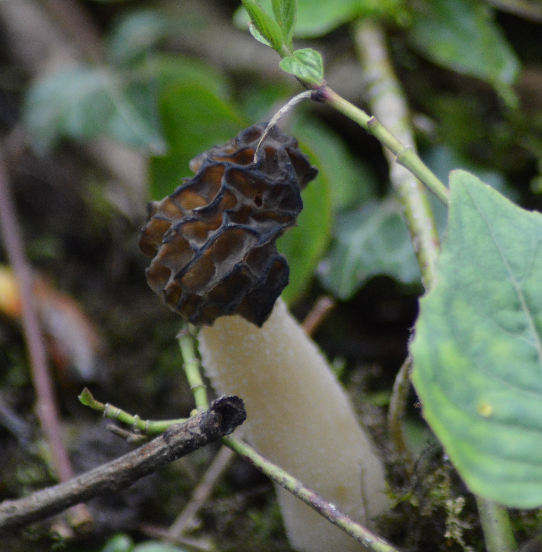 Morillon (Morchella costata).jpg