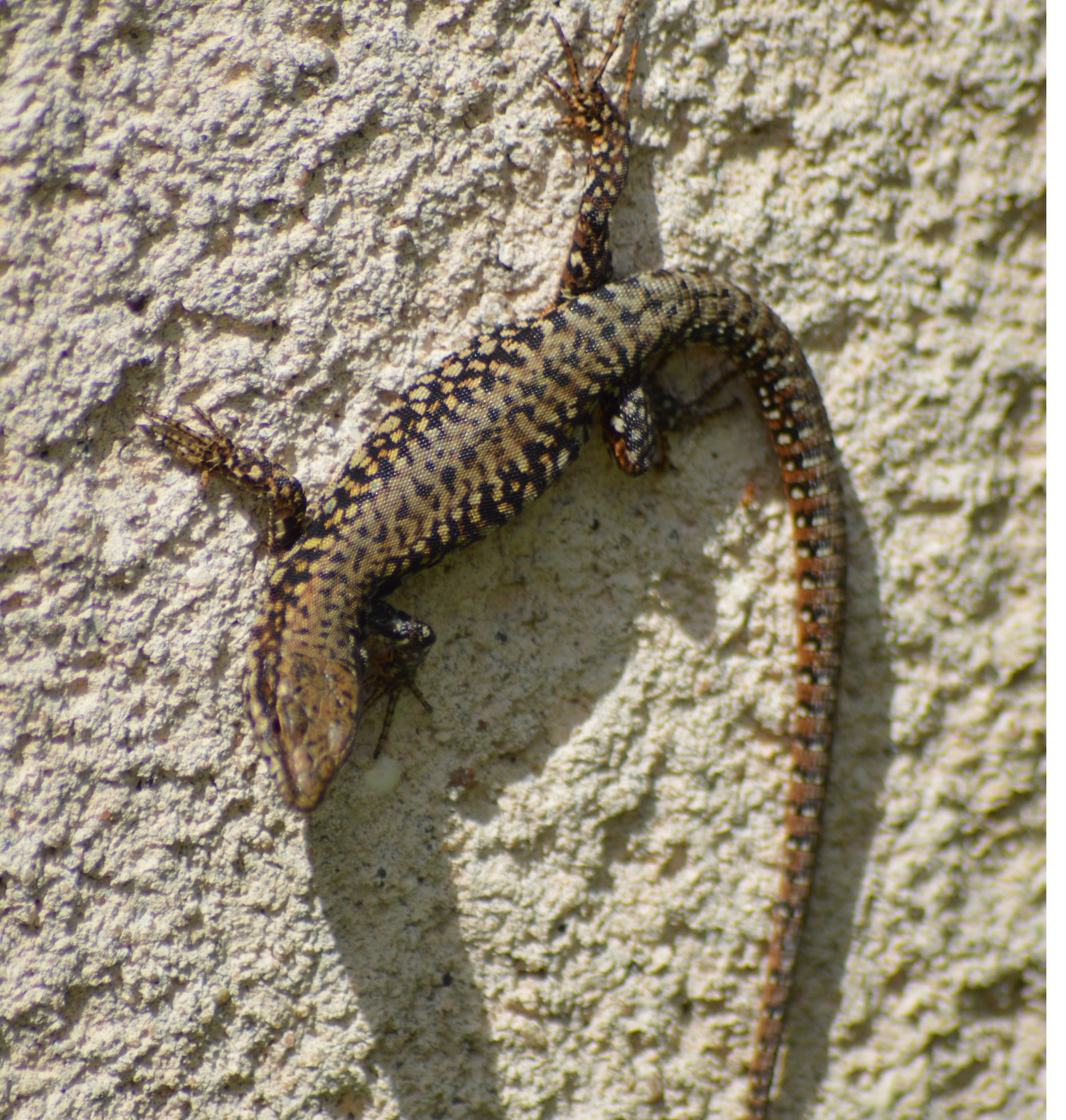 Lézard des murailles (Podarcis muralis) 1.jpg