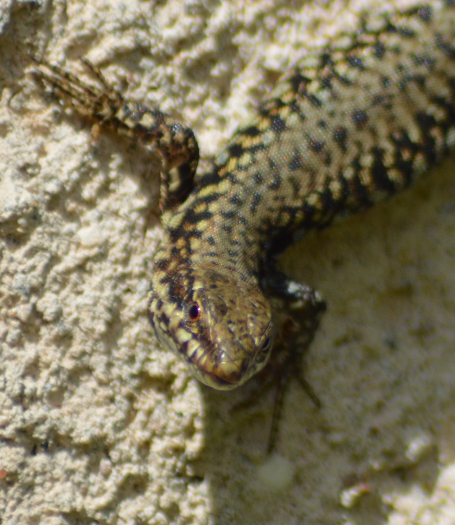 Lézard des murailles (Podarcis muralis) 2.jpg