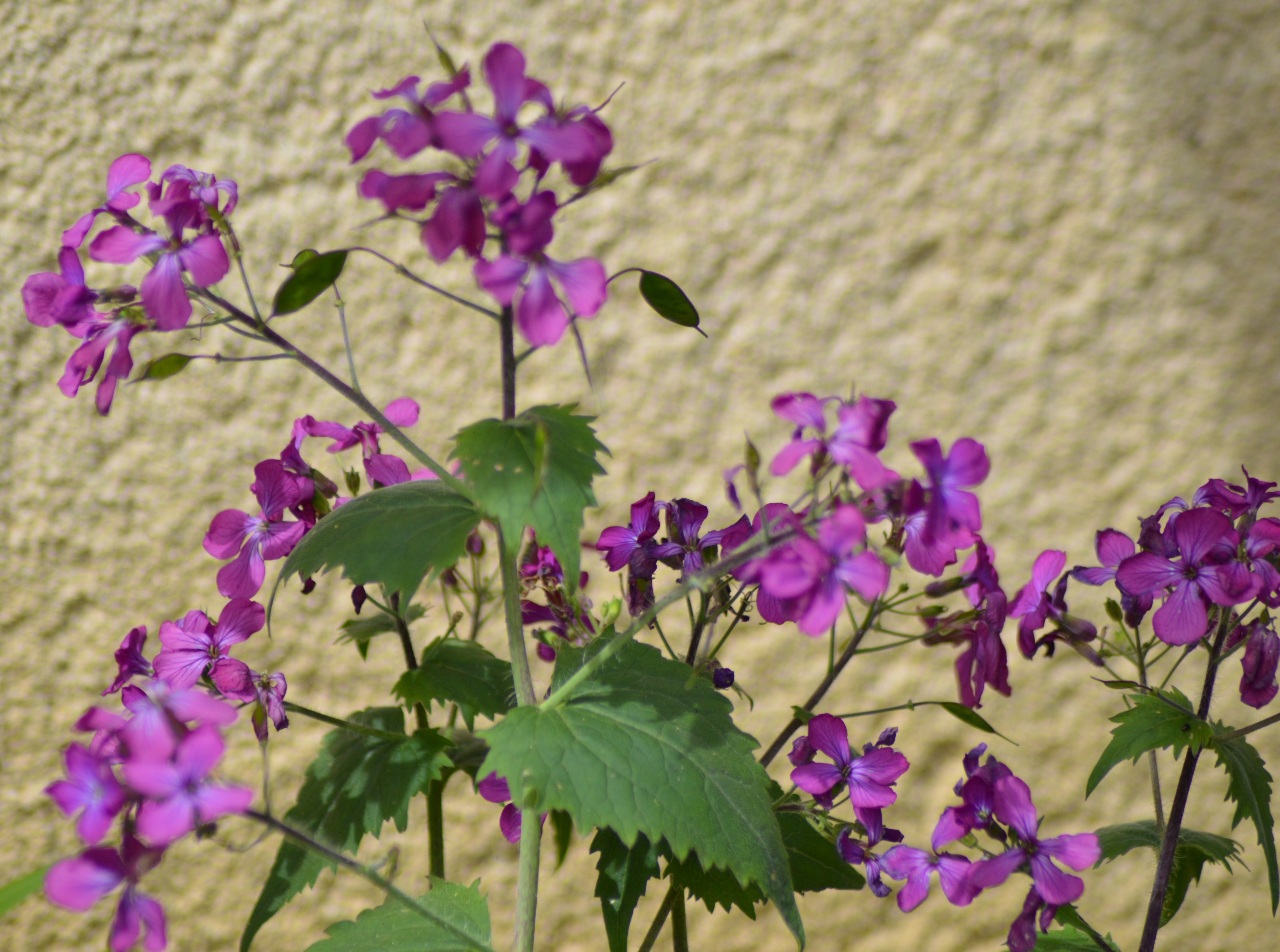 Monnaie du pape (Lunaria annua).jpg