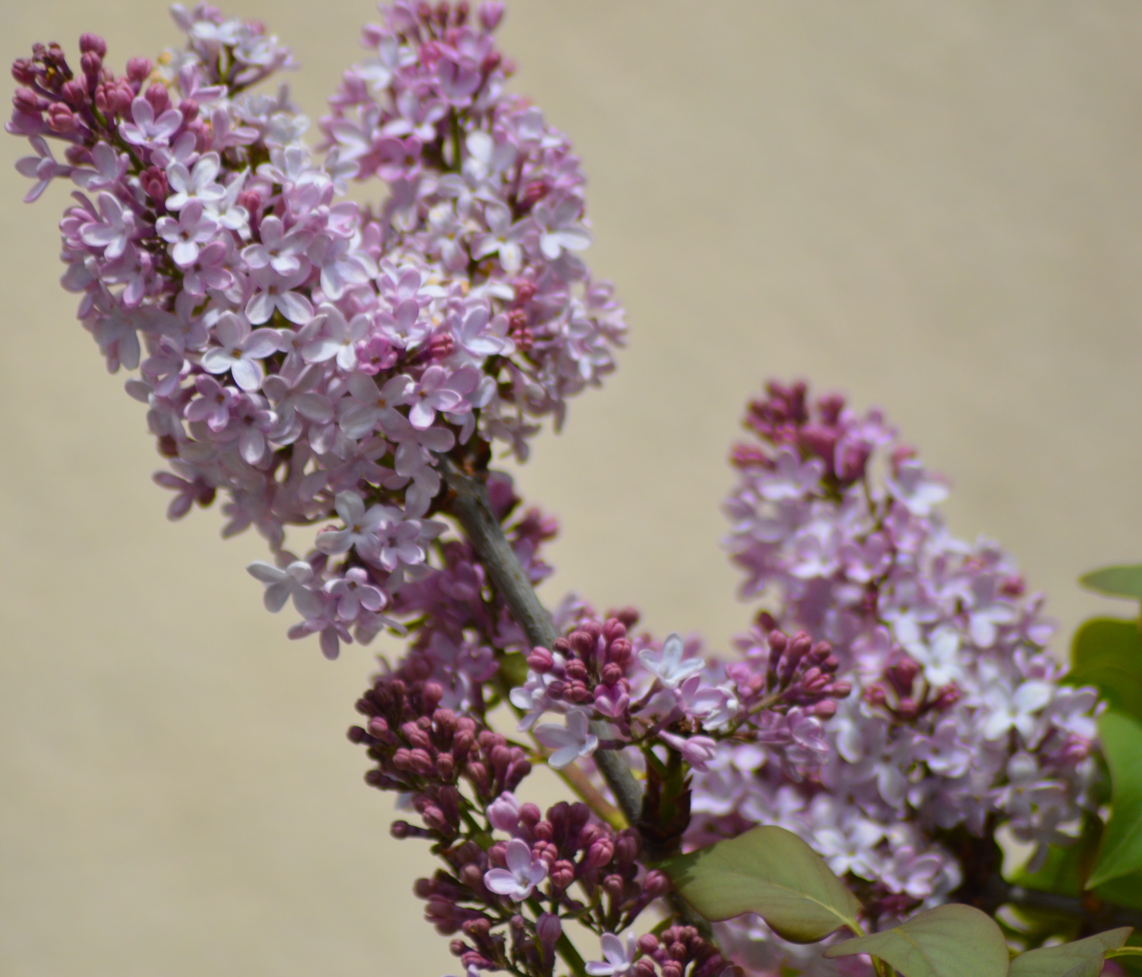 Lila mauve (Syringa vulgaris).jpg