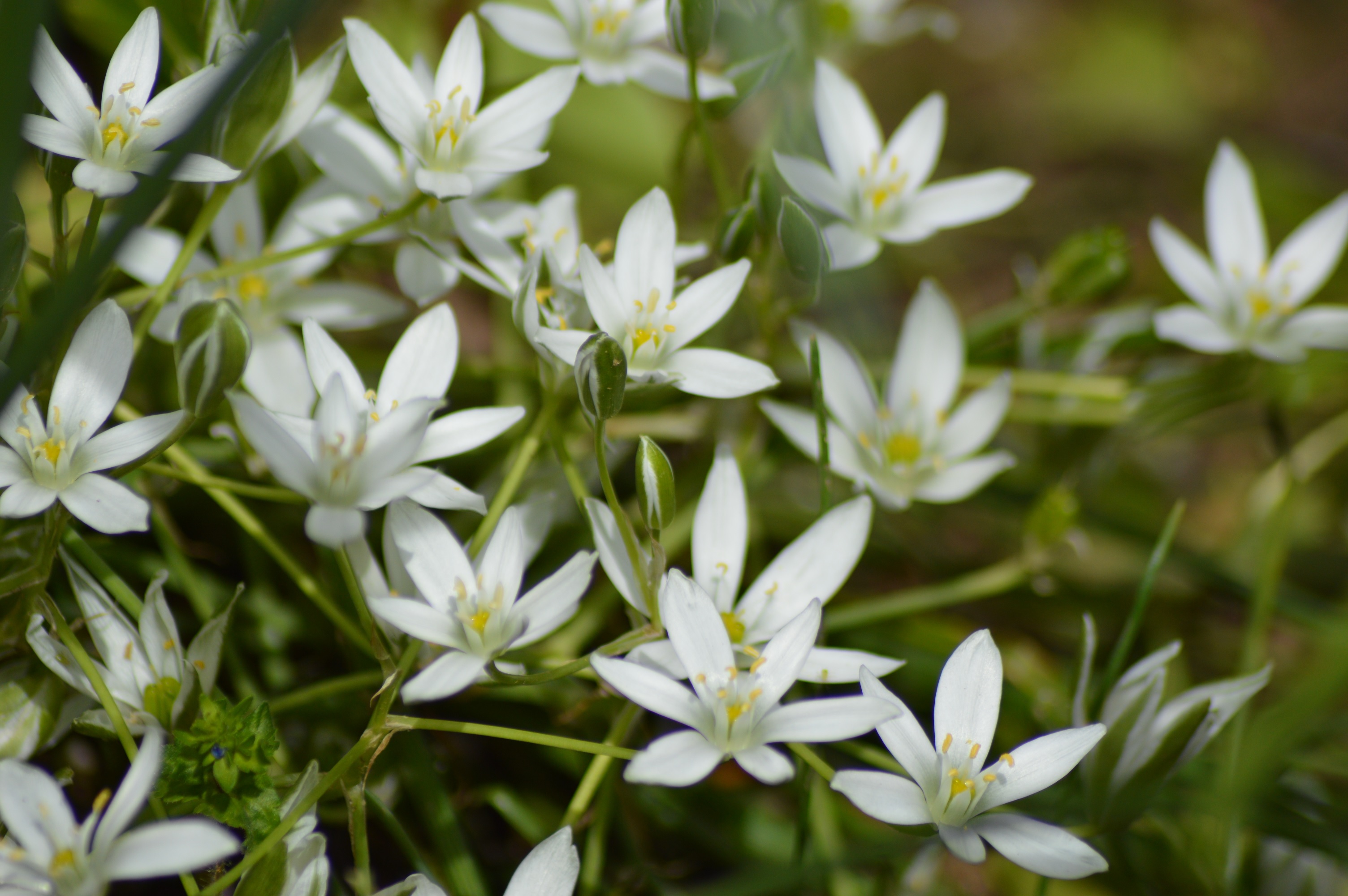 Etoile de Bethléem (Ornithogalum umbellatum).jpg