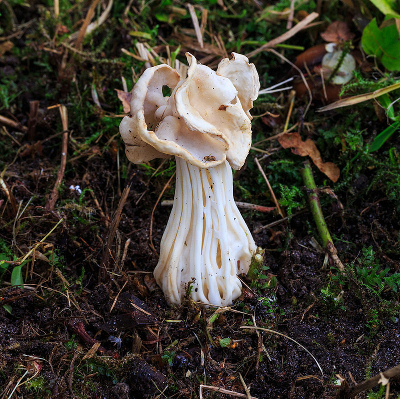 Helvelle (Helvella Crispa).jpg