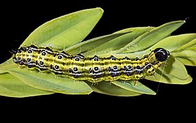 Cydalima_perspectalis_caterpillar.jpg