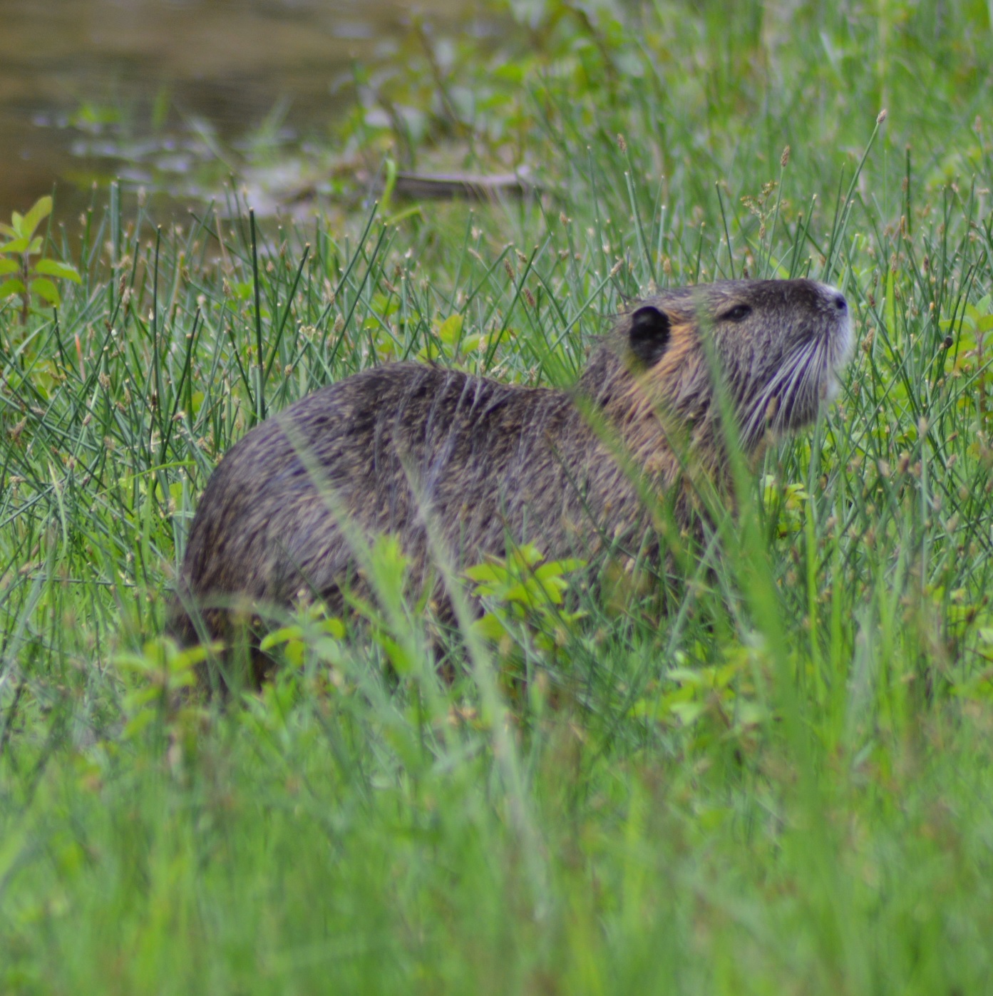 Ragondin (Myocastor coypus).jpg