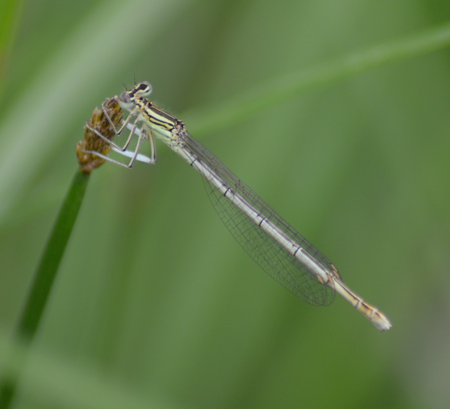 Pennipatte blanchâtre (Platycnemis latipes).jpg