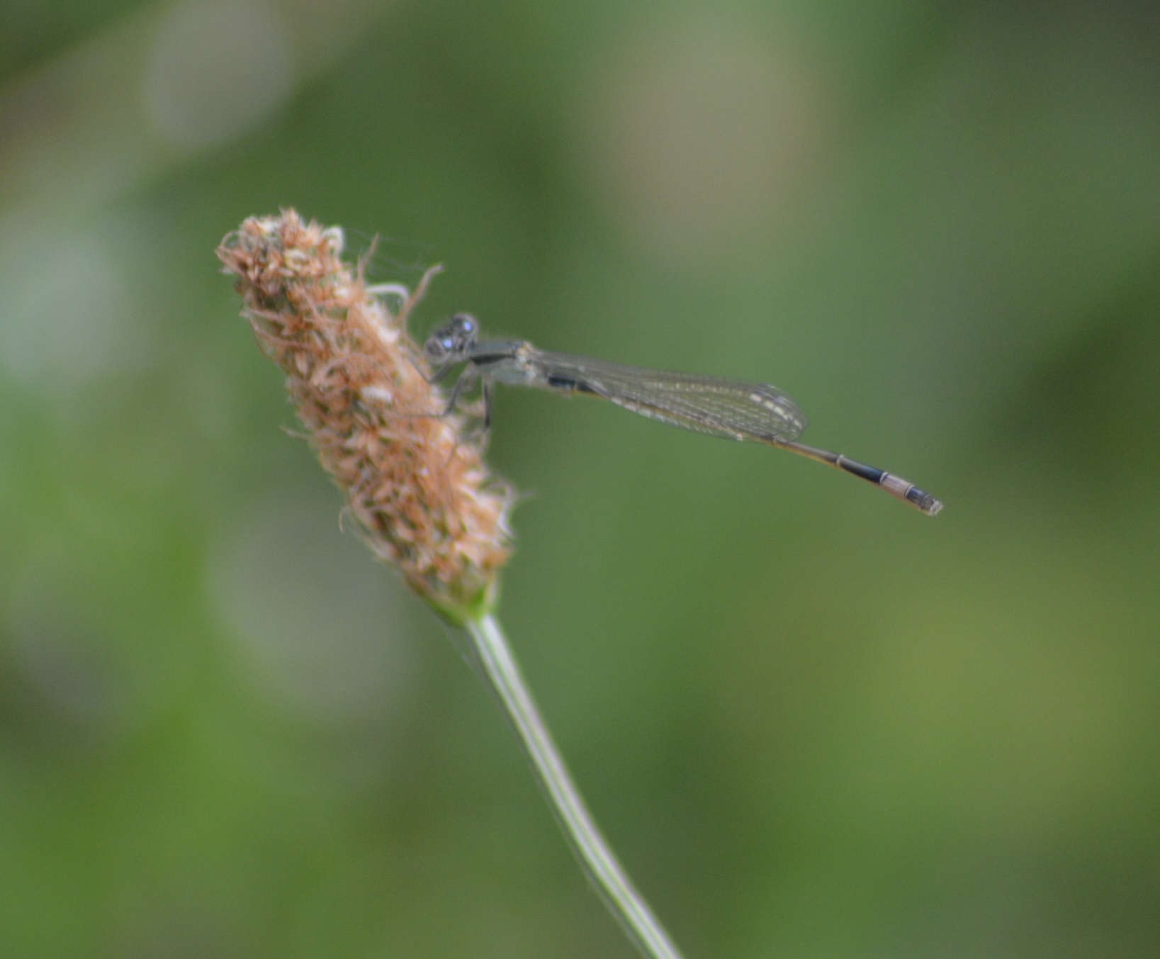 Demoiselle bleue (Ischnura genei).jpg