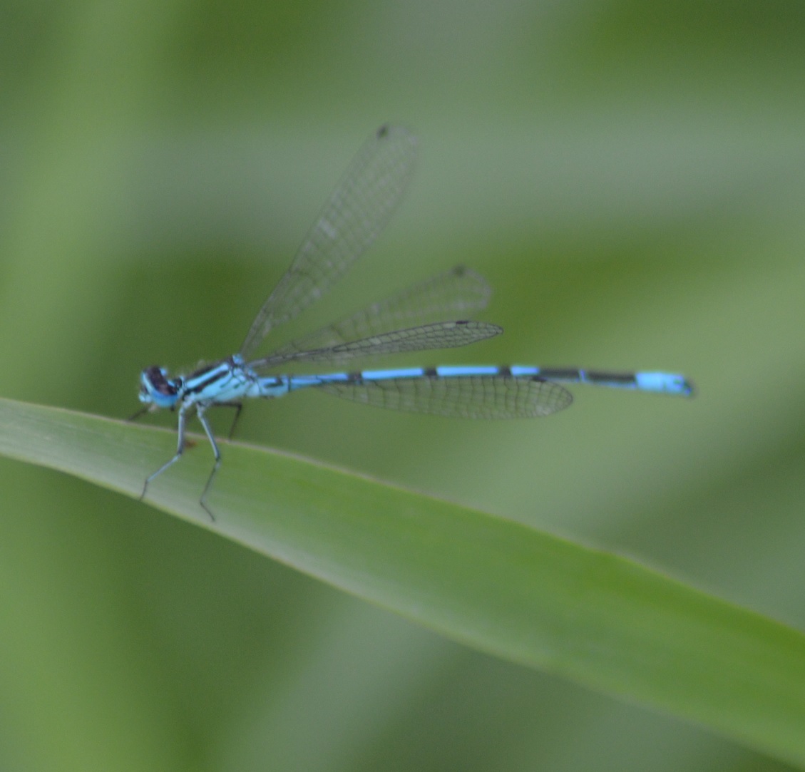 Agrion jouvencelle (Coenagrion puella).jpg