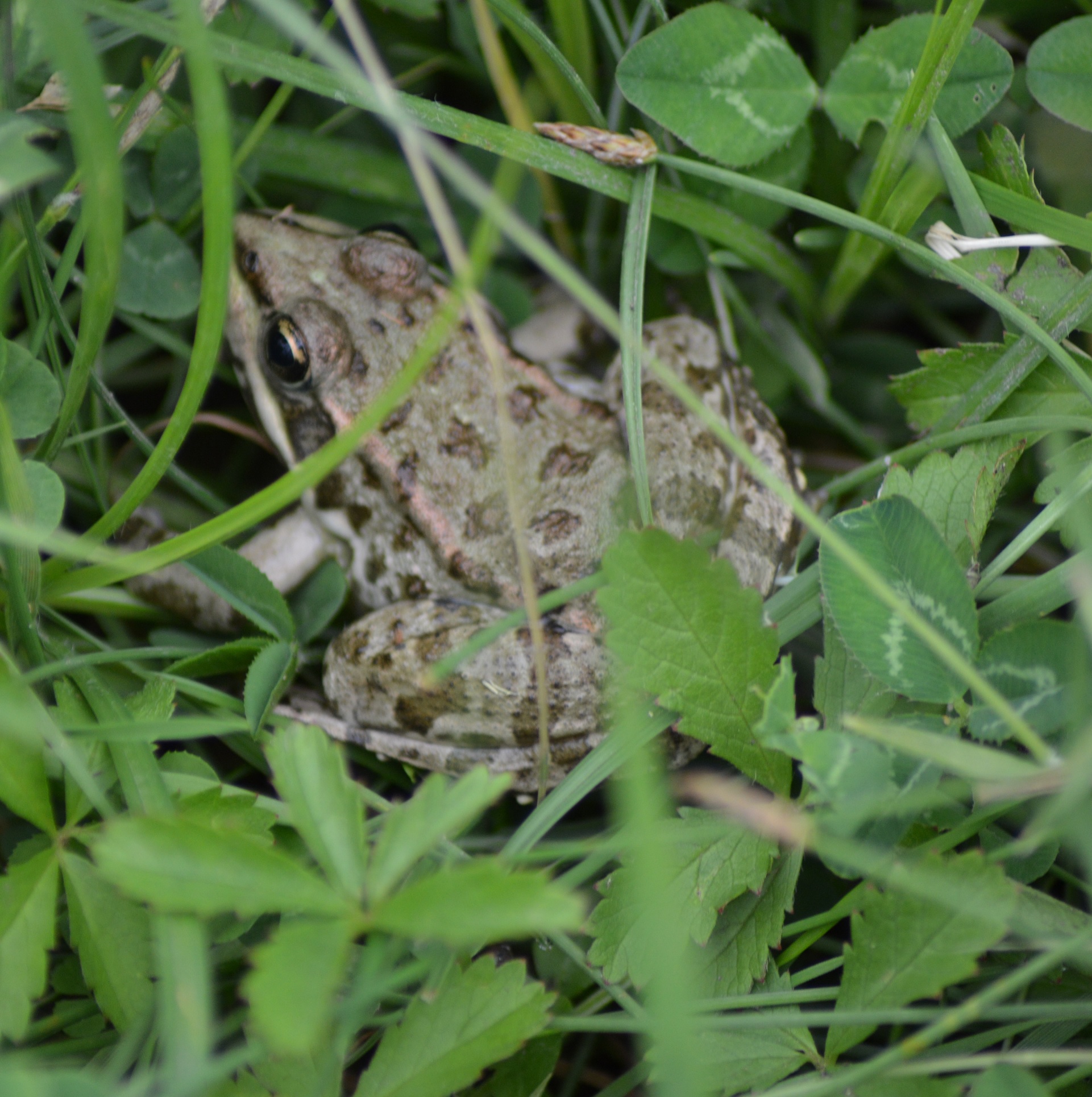 Grenouille rousse (Rana temporaria).jpg