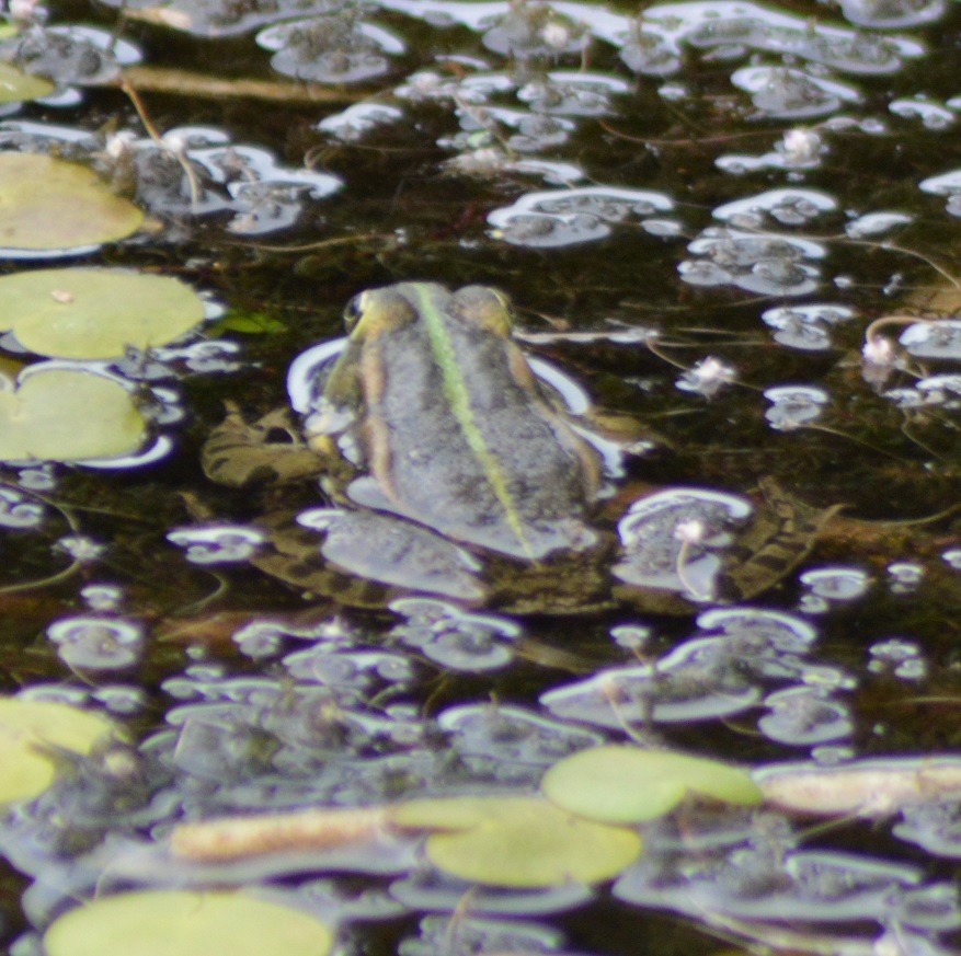 Grenouille verte (Pelophylax lessonae).jpg