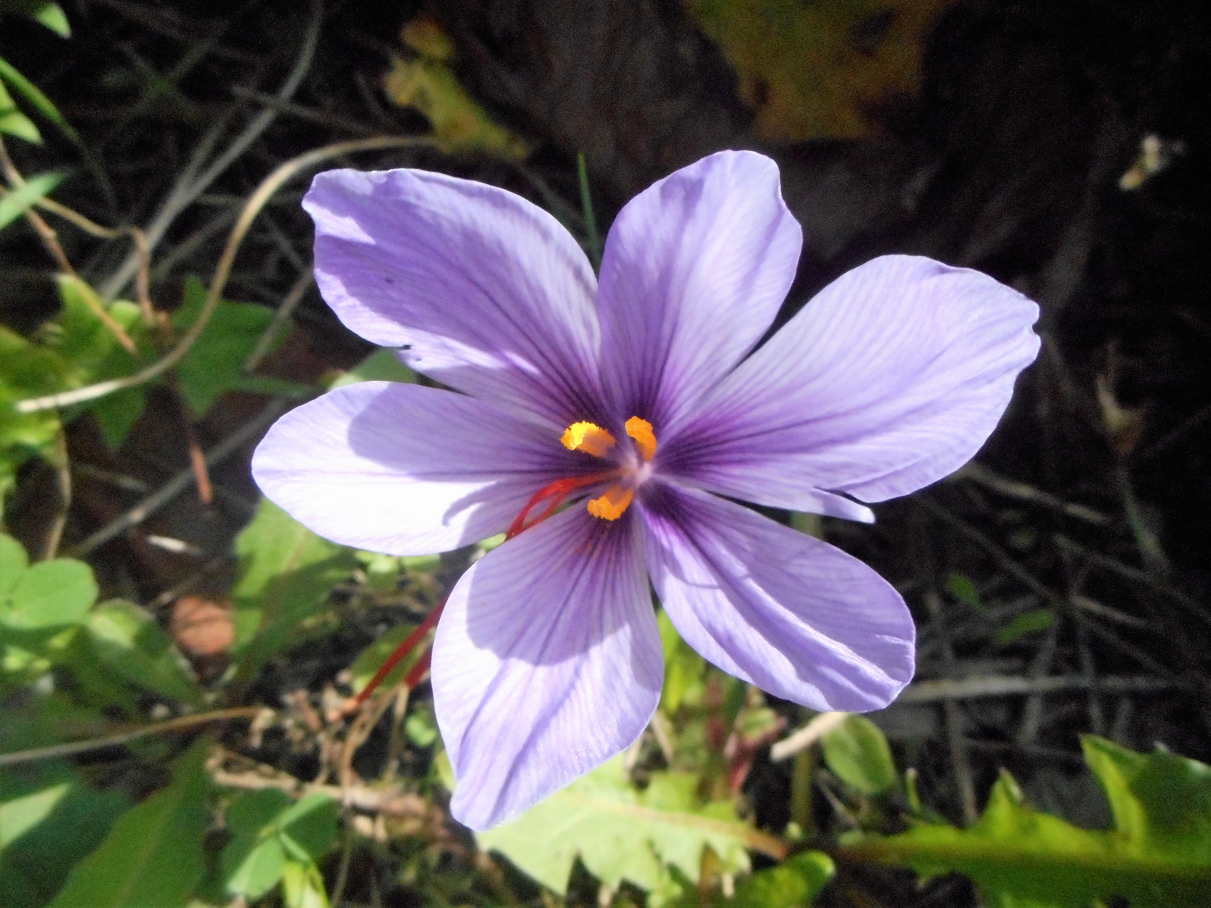 crocus safran 3(2).JPG