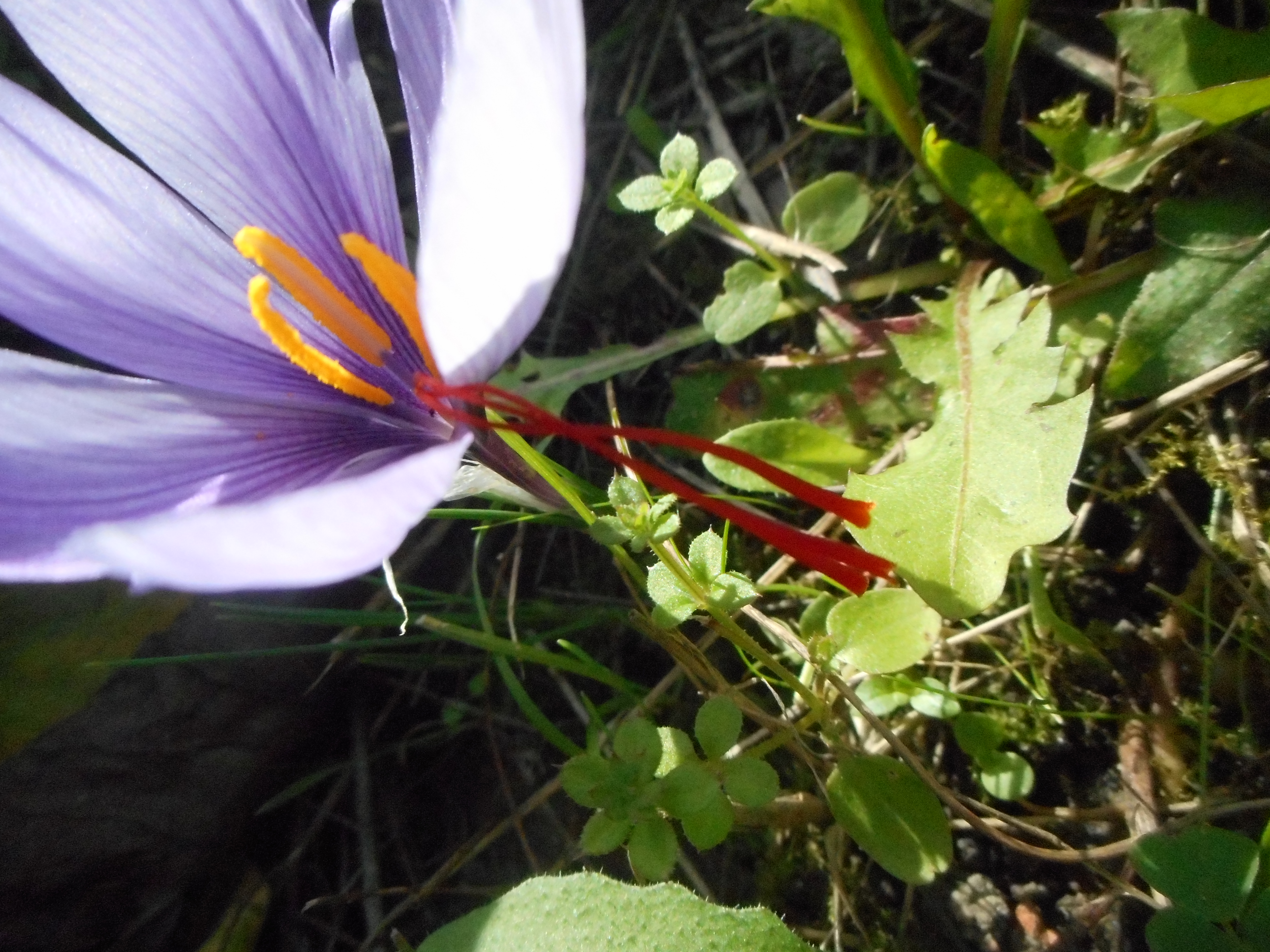 crocus safran.JPG