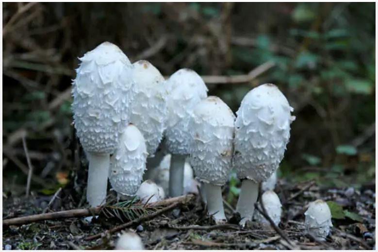 Coprin chevelus (coprinus comatus).JPG