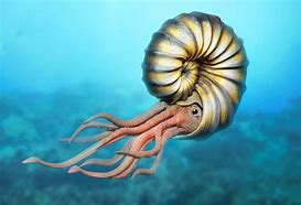 ammonite (1).jpg