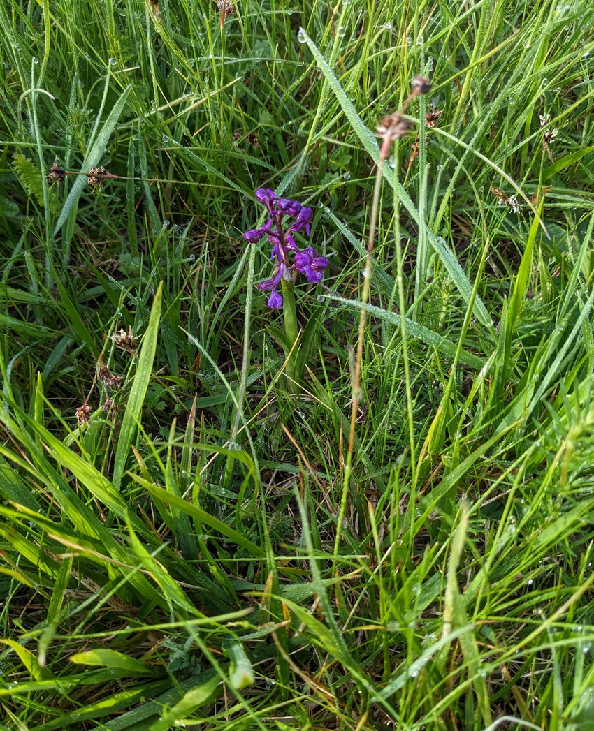 ORCHIDEE.jpg