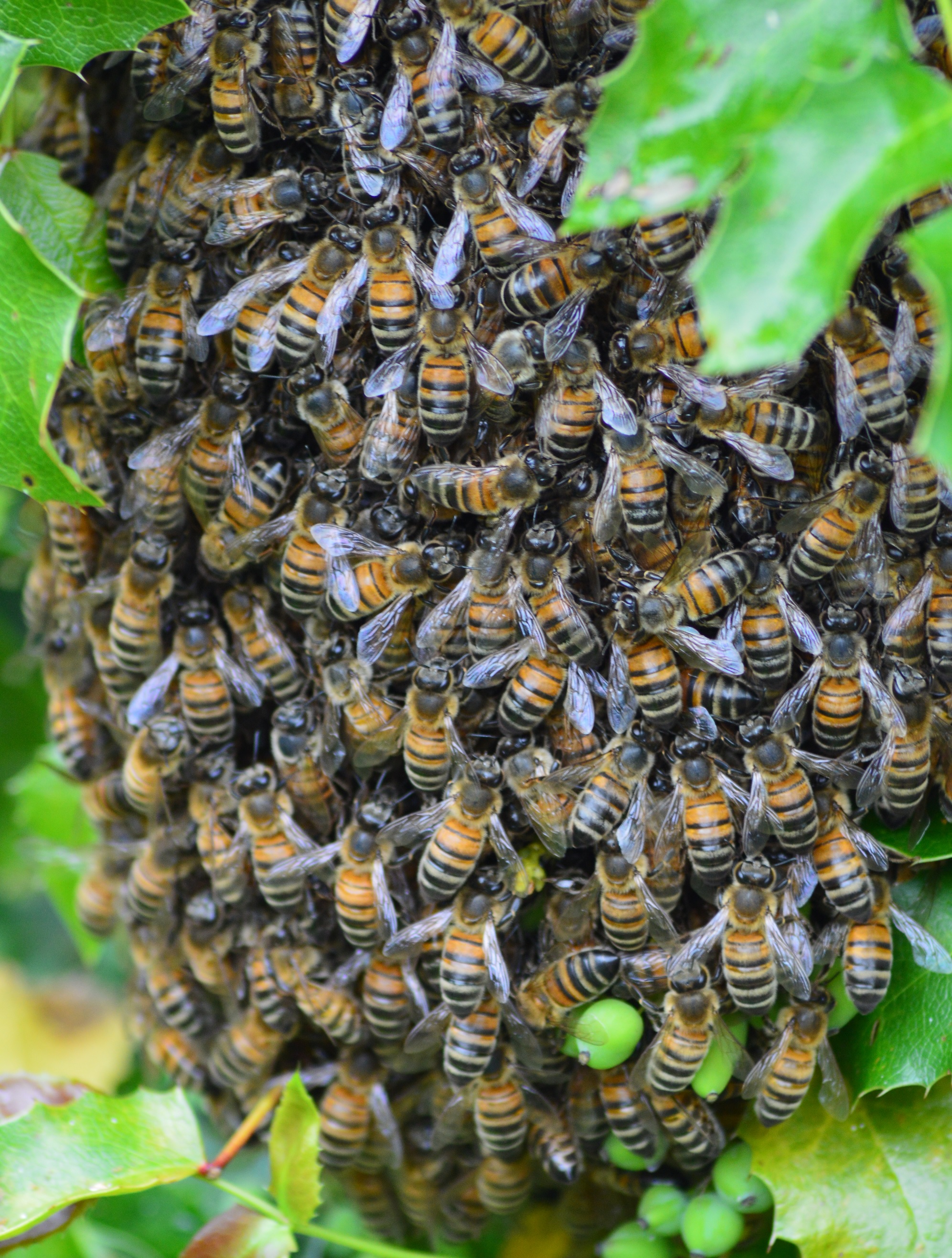 Abeilles 1.jpg