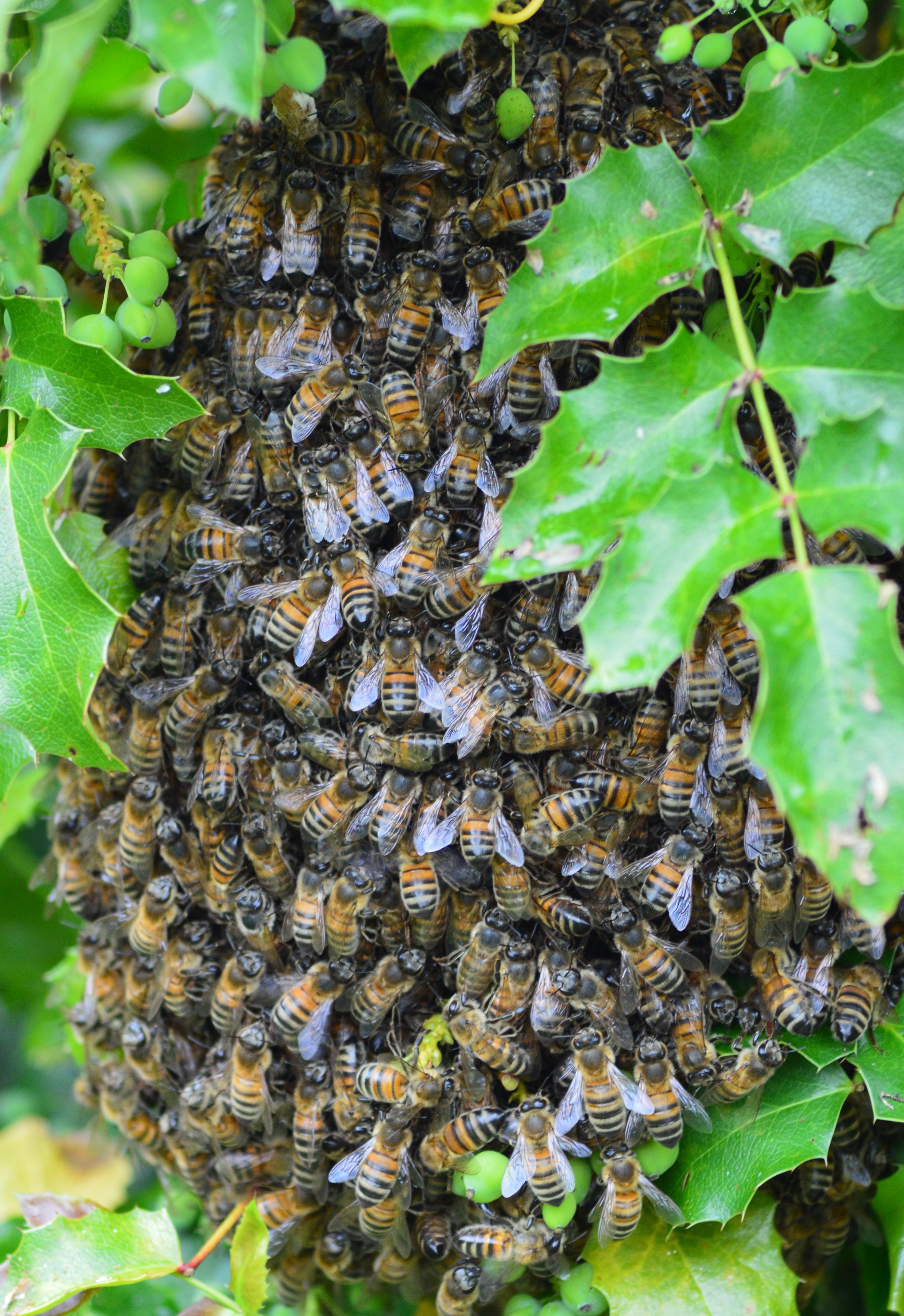 Abeilles 2.jpg