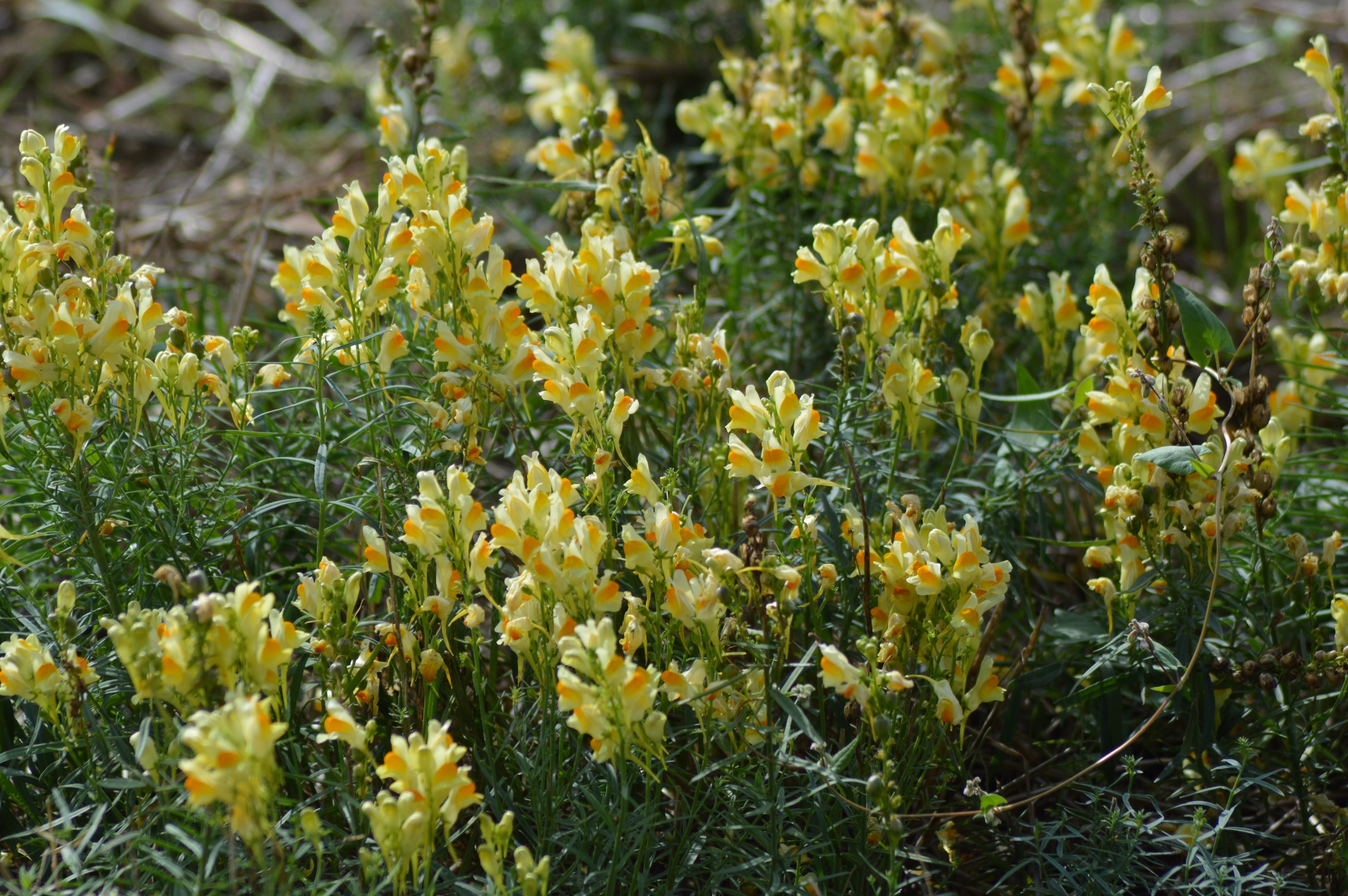 Linaire commune Linaria vulgaris.jpg