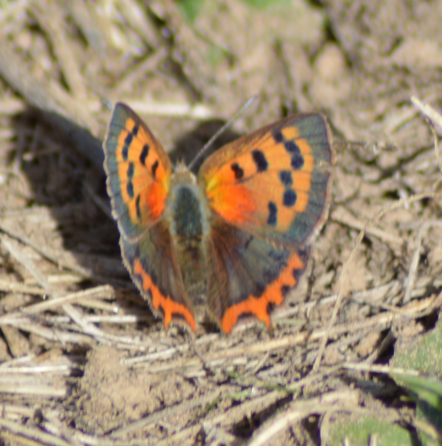 Cuivré commun ou Bronzé mâle Lycaena phlaeas.JPG