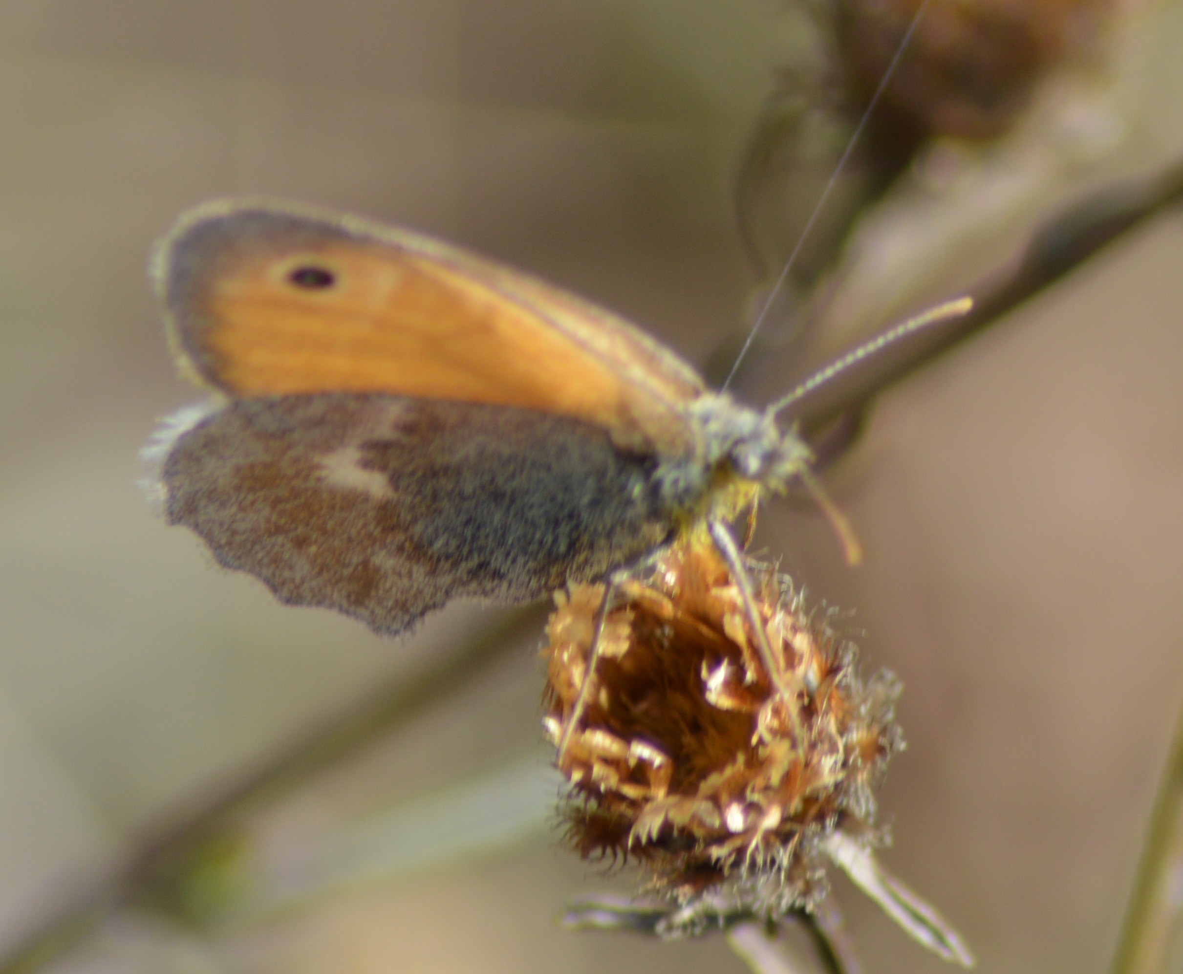 Procris ou Fadet commun (Coenonympha pamphilus).JPG