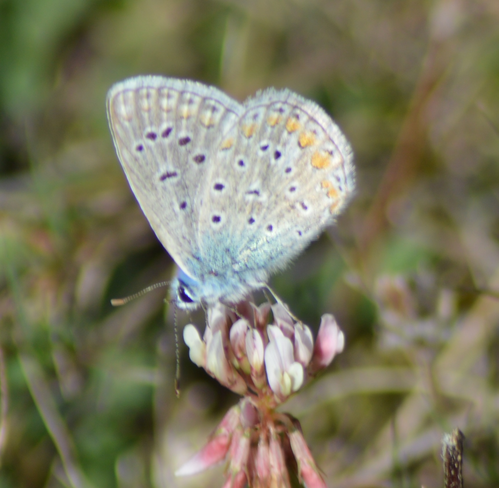 Argus bleu mâle mâleolyommatus icaru.JPG