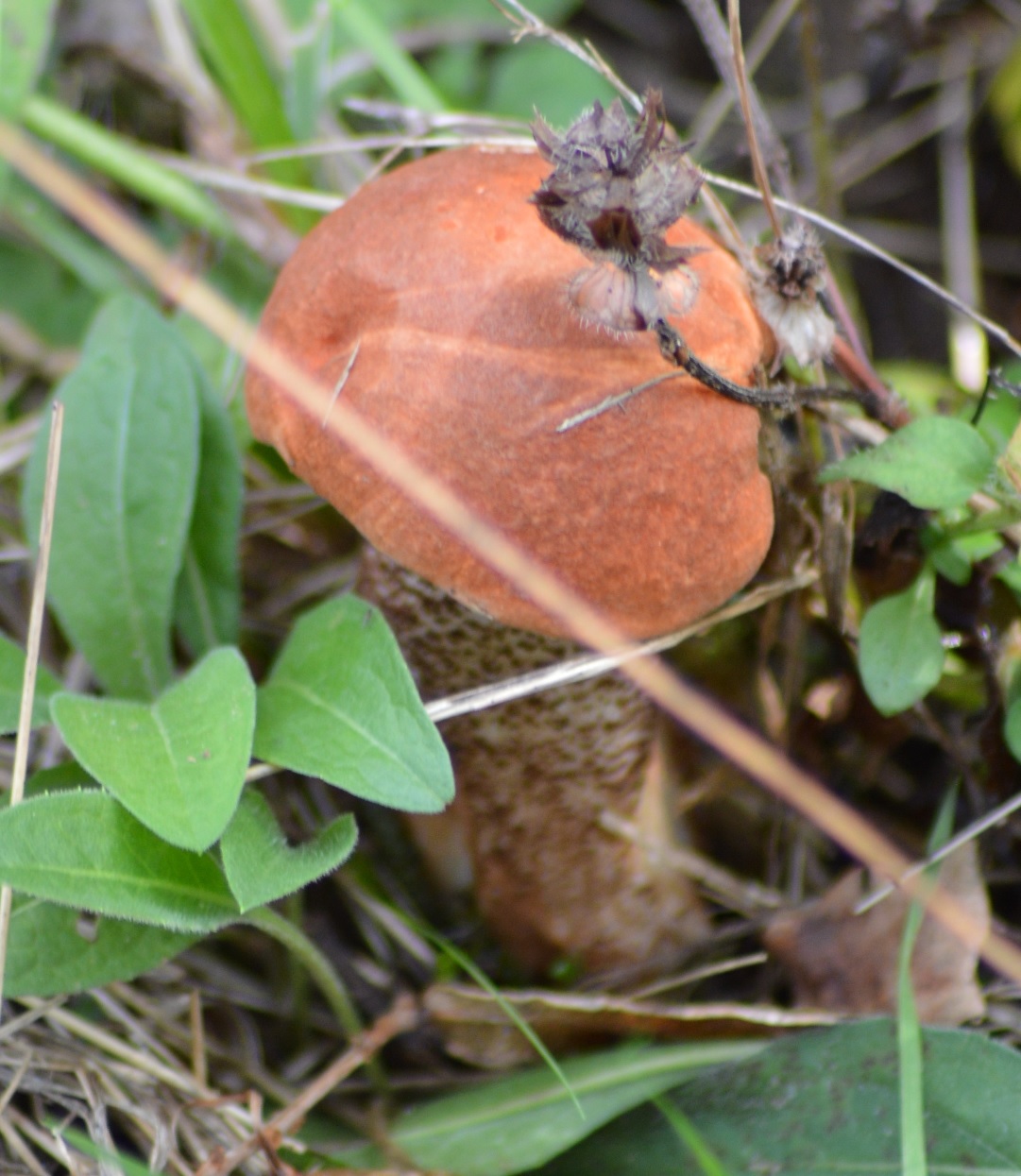 Bolet orangé Leccinum aurantiacum.jpg