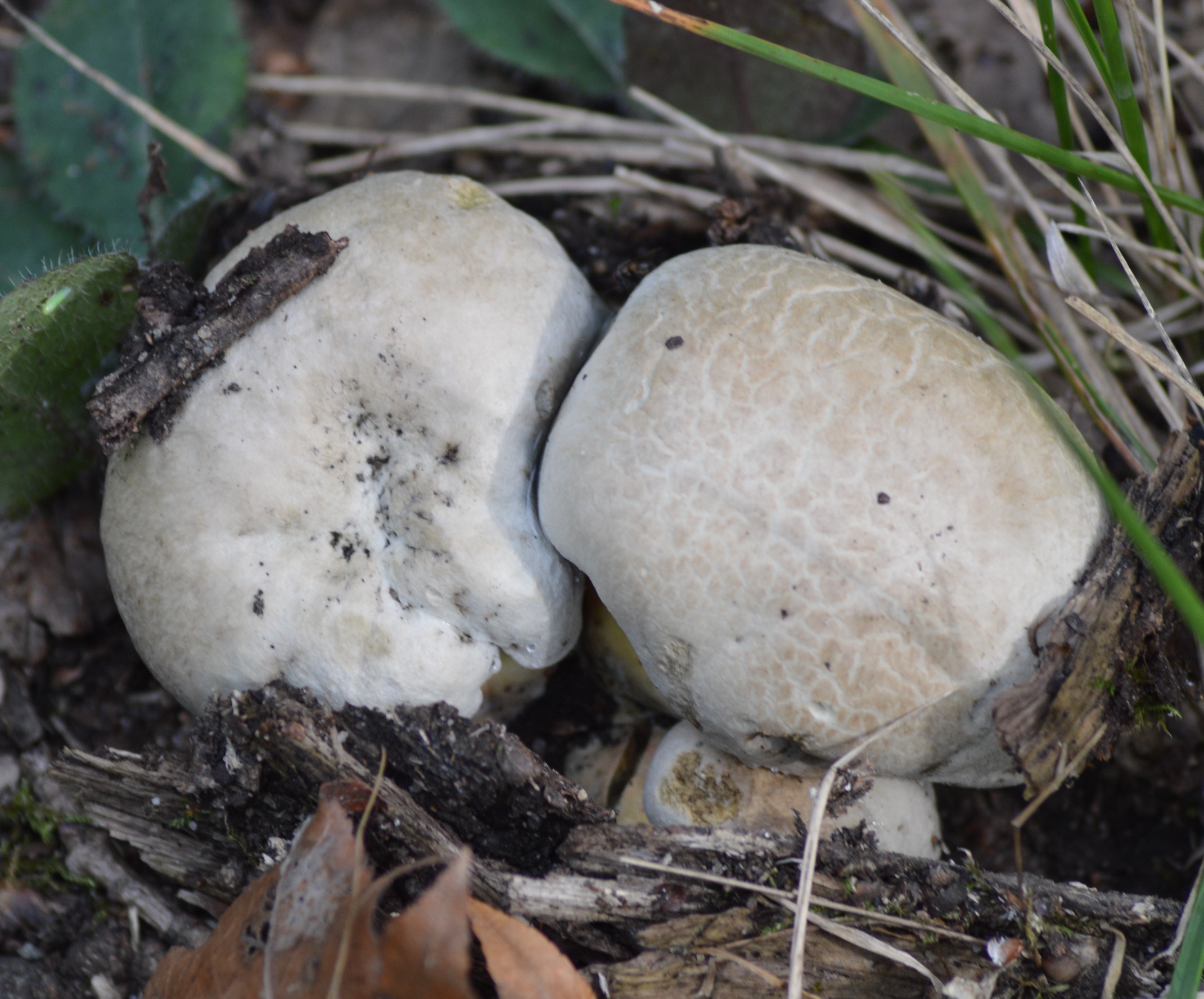 Bolets radicant Caloboletus radicans.jpg