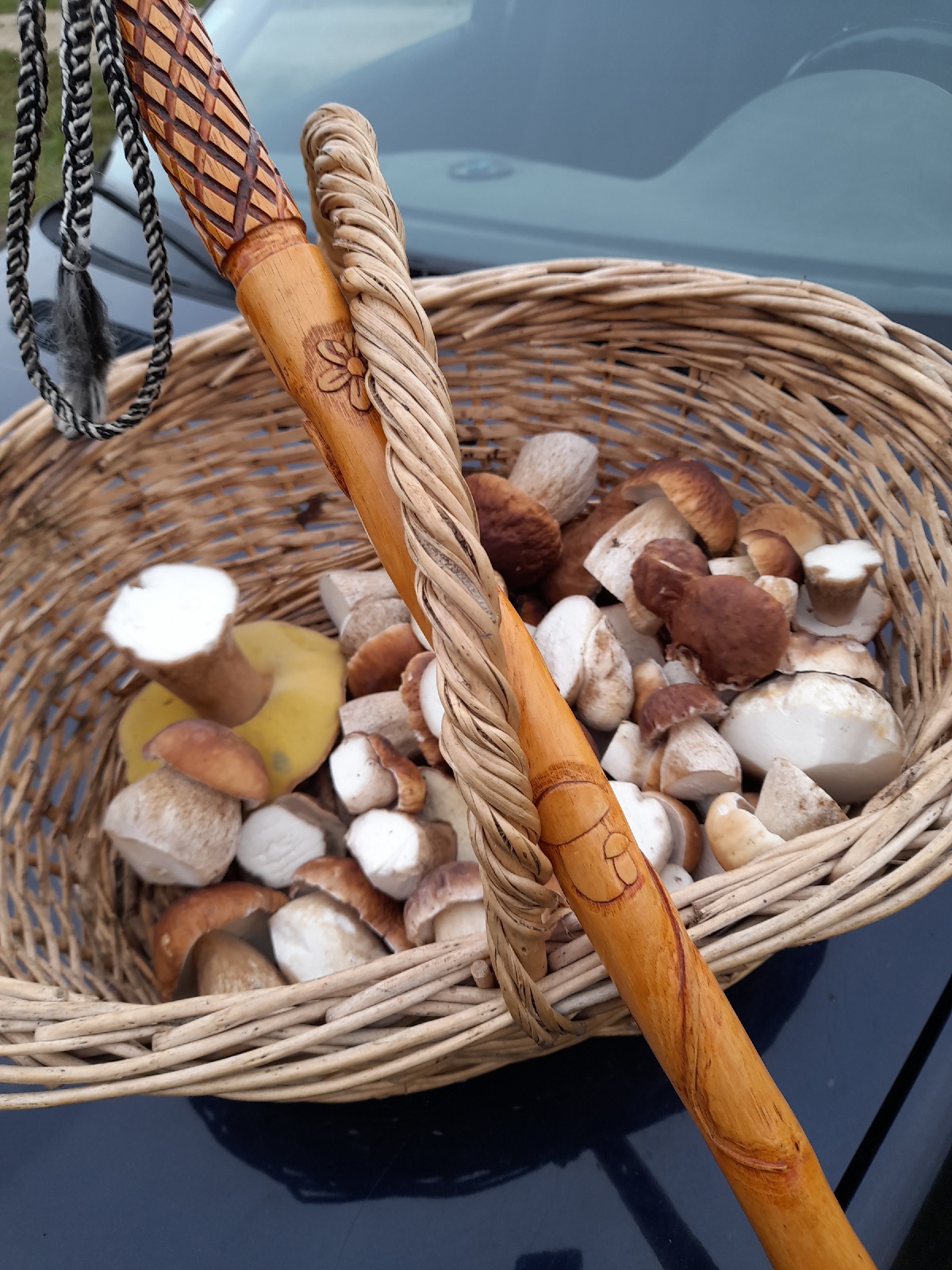 2,5 k net de cèpe 11 11 23.jpg