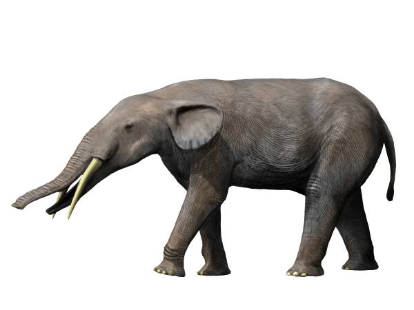 Gomphotherium_NT_small.jpg