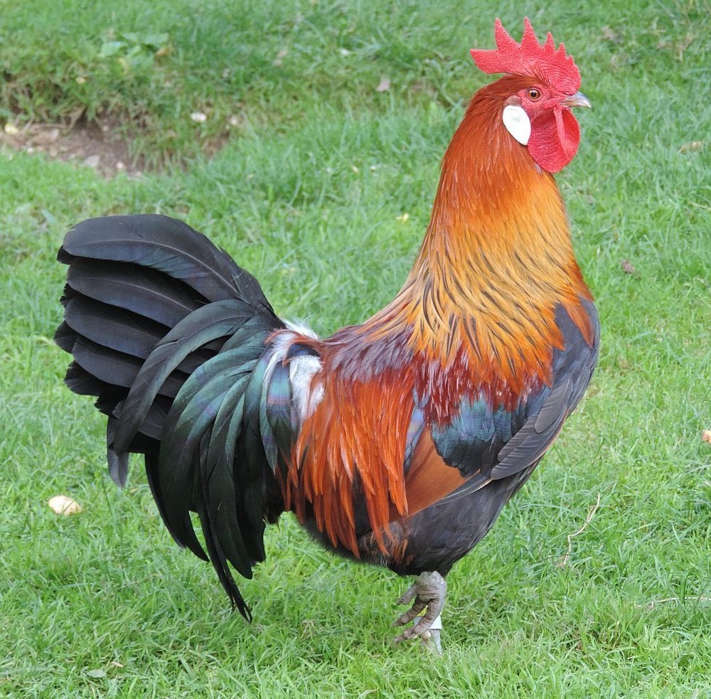 Coq Gaulois.jpg