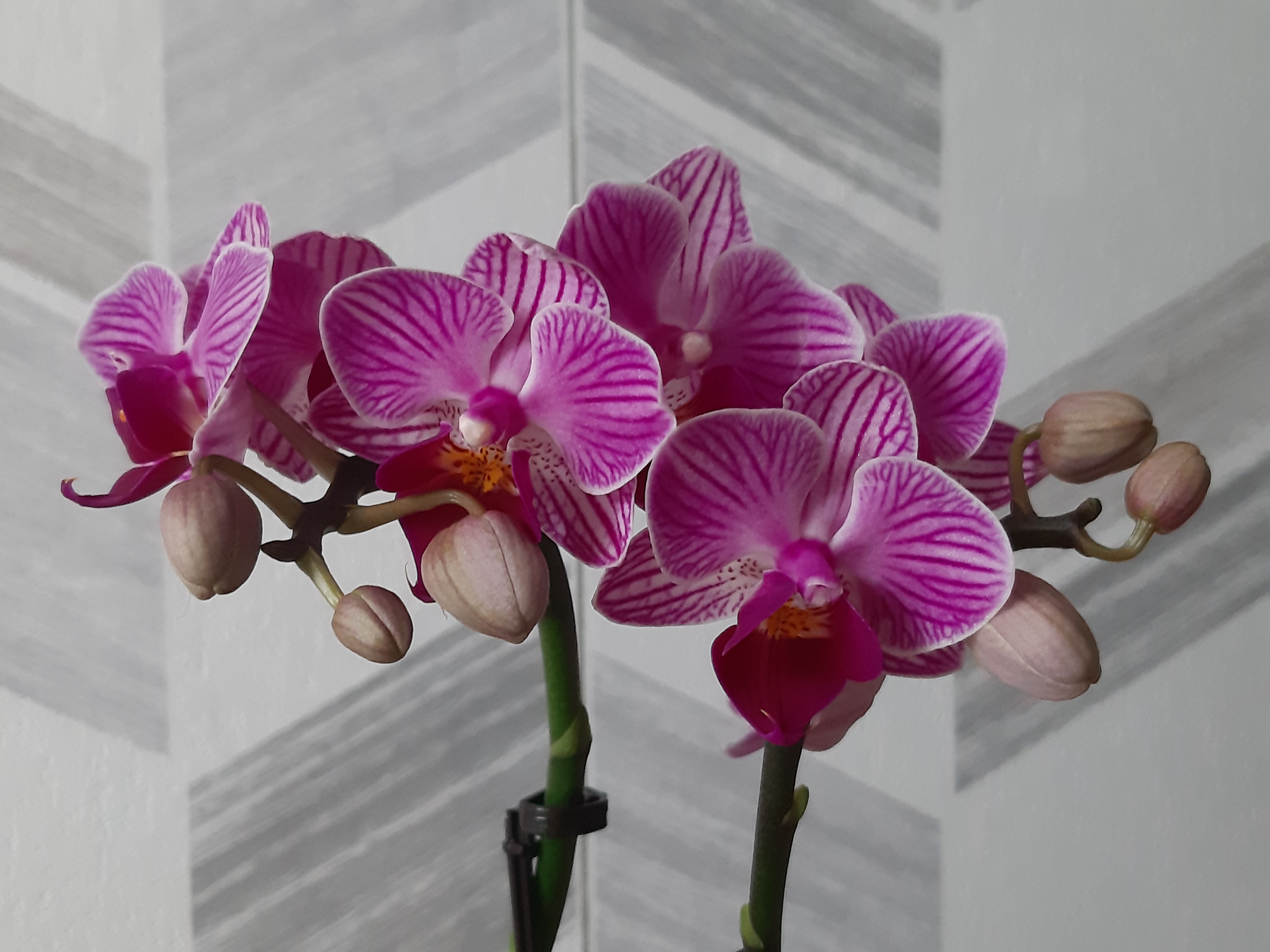Phalaenopsis mini 76.jpg